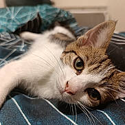 Ponk participe au concours pour gagner de l'argent avec cette photo : cat, close_up, whiskers, bed, blanket, striped, fur, ears, nose, eyes, pet, indoor, relaxing, animal, cute, tabby, white_fur, brown_fur, lying_down, cozy