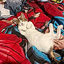 Ponk participe au concours pour gagner de l'argent avec cette photo : kitten, cat, sleeping, bed, blanket, superhero, red, blue, white, black, brown, cute, fur, indoor, relaxing, young, animal, pet, cozy, rest