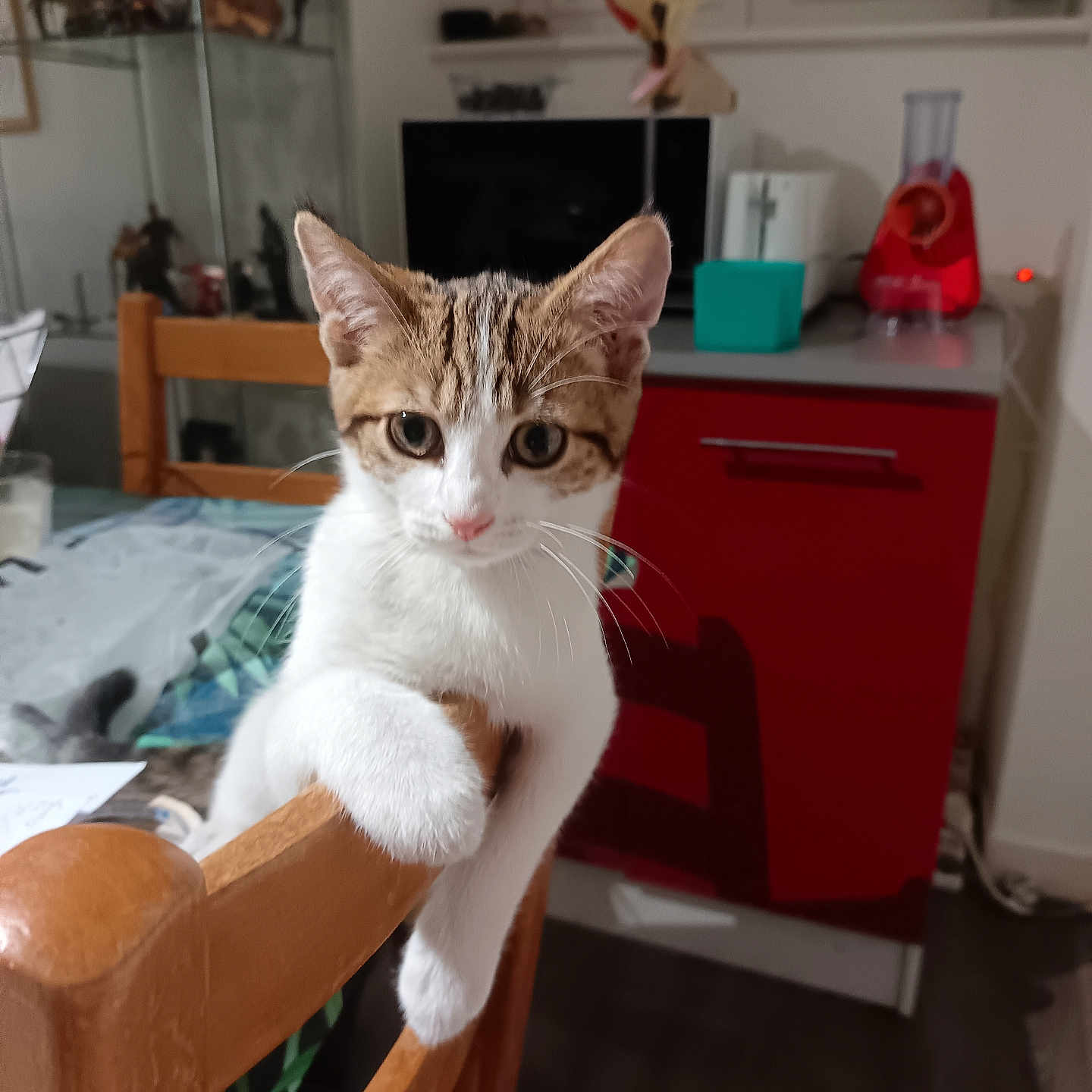 Ponk participe au concours pour gagner de l'argent avec cette photo : animal, appliance, cabinet, cat, curious, cute, domestic, furniture, home, indoor, kitchen, kitten, looking, paw, pet, tabby, table, white_fur, window, wooden_chair
