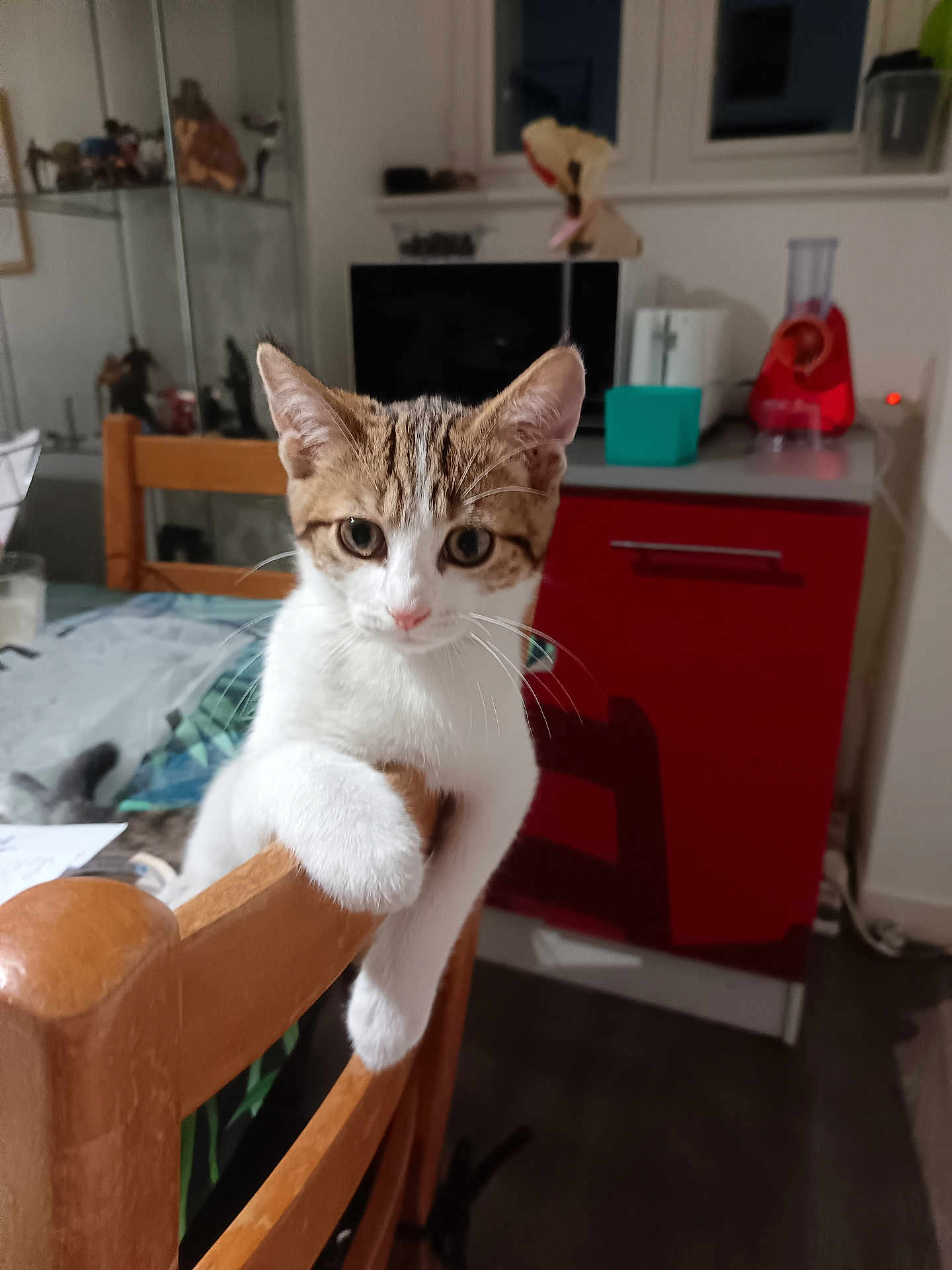 Ponk participe au concours pour gagner de l'argent avec cette photo : kitten, cat, pet, wooden_chair, indoor, furniture, curious, tabby, white_fur, paw, looking, domestic, home, kitchen, table, appliance, cabinet, window, cute, animal