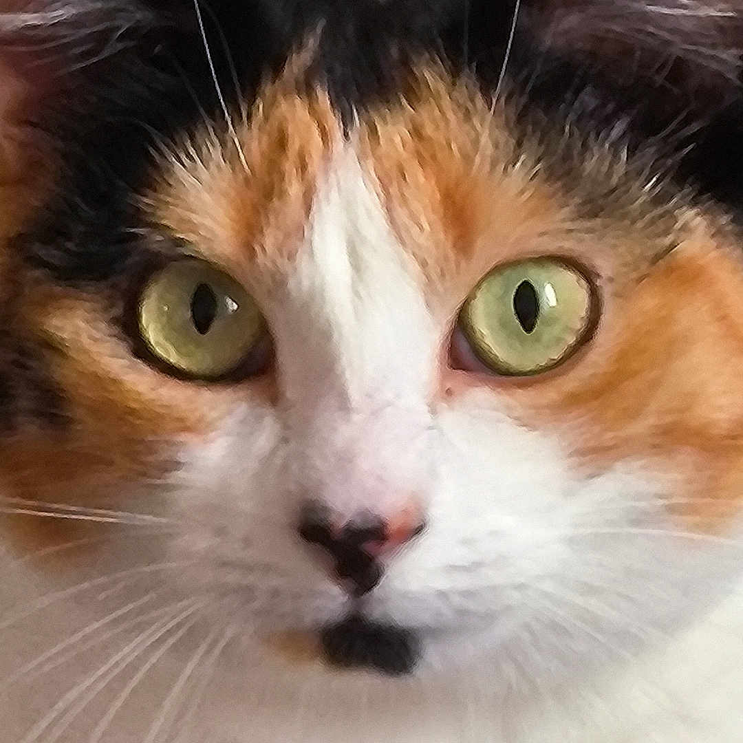 Plume a rejoint le concours — aidez-le/la à gagner de superbes lots ! alert, animal, calico, cat, close_up, cute, domestic, ears, eyes, face, feline, focus, fur, green_eyes, indoor, mammal, nose, pet, portrait, whiskers