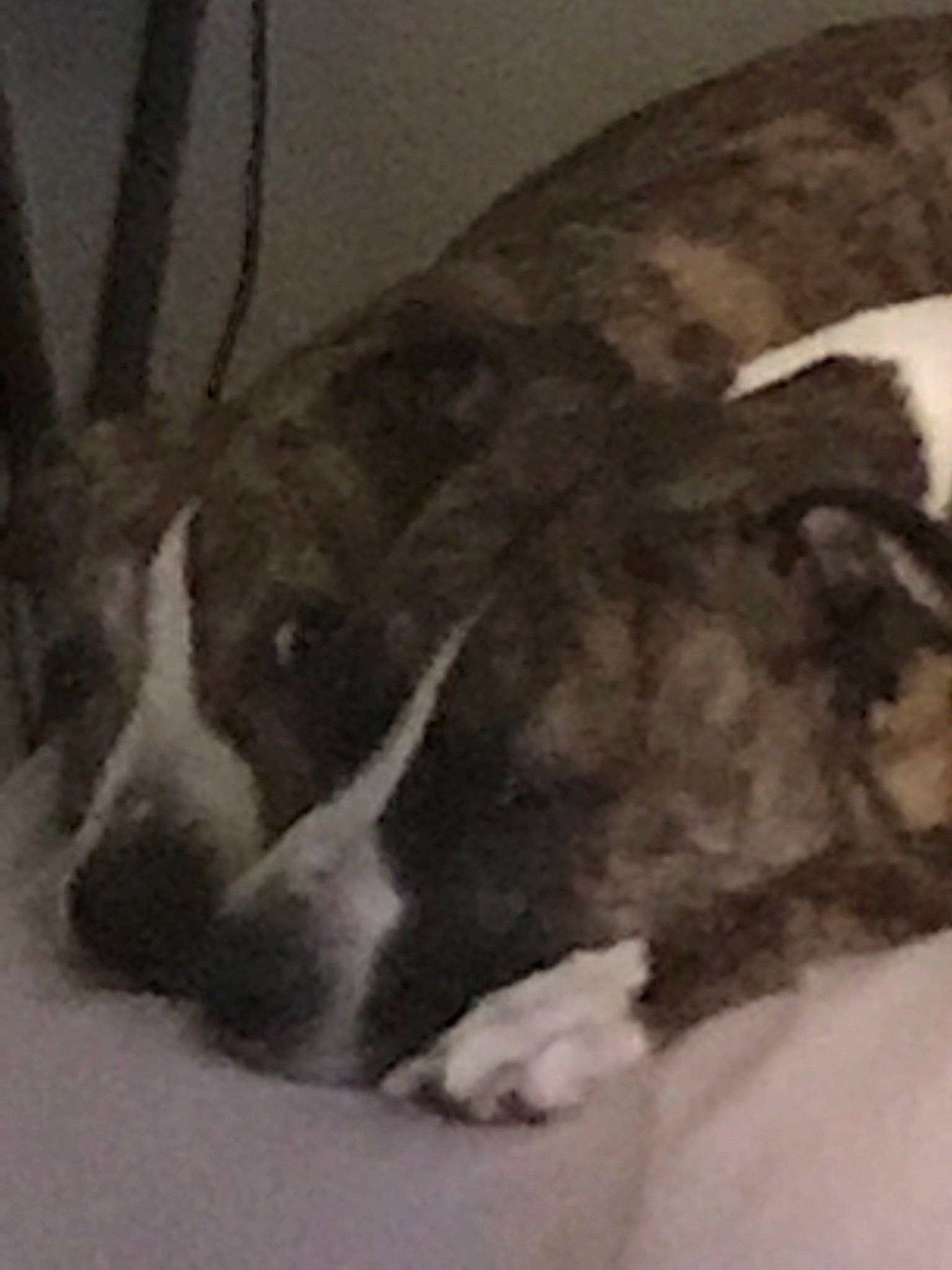 Brutus is registered to the contest to win money with this photo: ancient_dog_breeds, basset_hound, canidae, carnivore, companion_dog, dog, dog_breed, fawn, fur, giant_dog_breed, moscow_watchdog, non_sporting_group, paw, scent_hound, sporting_group, tail, terrestrial_animal, whiskers, wood, working_animal