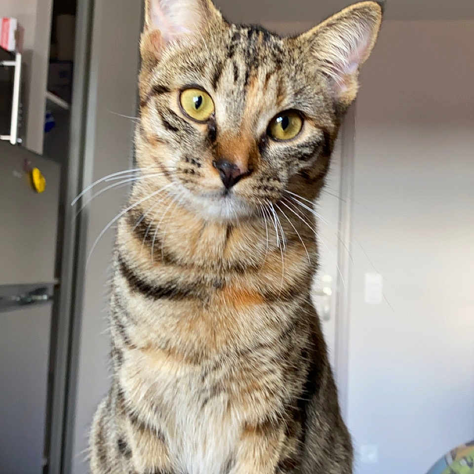 Bulma participe au concours pour gagner de l'argent avec cette photo : abyssinian, animal, cat, closet, couch, cupboard, door, egyptiancat, furniture, indoors, kitten, manx, pet, wood