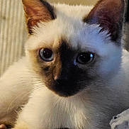 Gypsy joined the competition — help win amazing prizes! cat, siamese_cat, kitten, close_up, blue_eyes, whiskers, fur, pet, animal, indoor, cute, portrait, relaxed, ears, face, paw, soft_lighting, feline, young, domestic