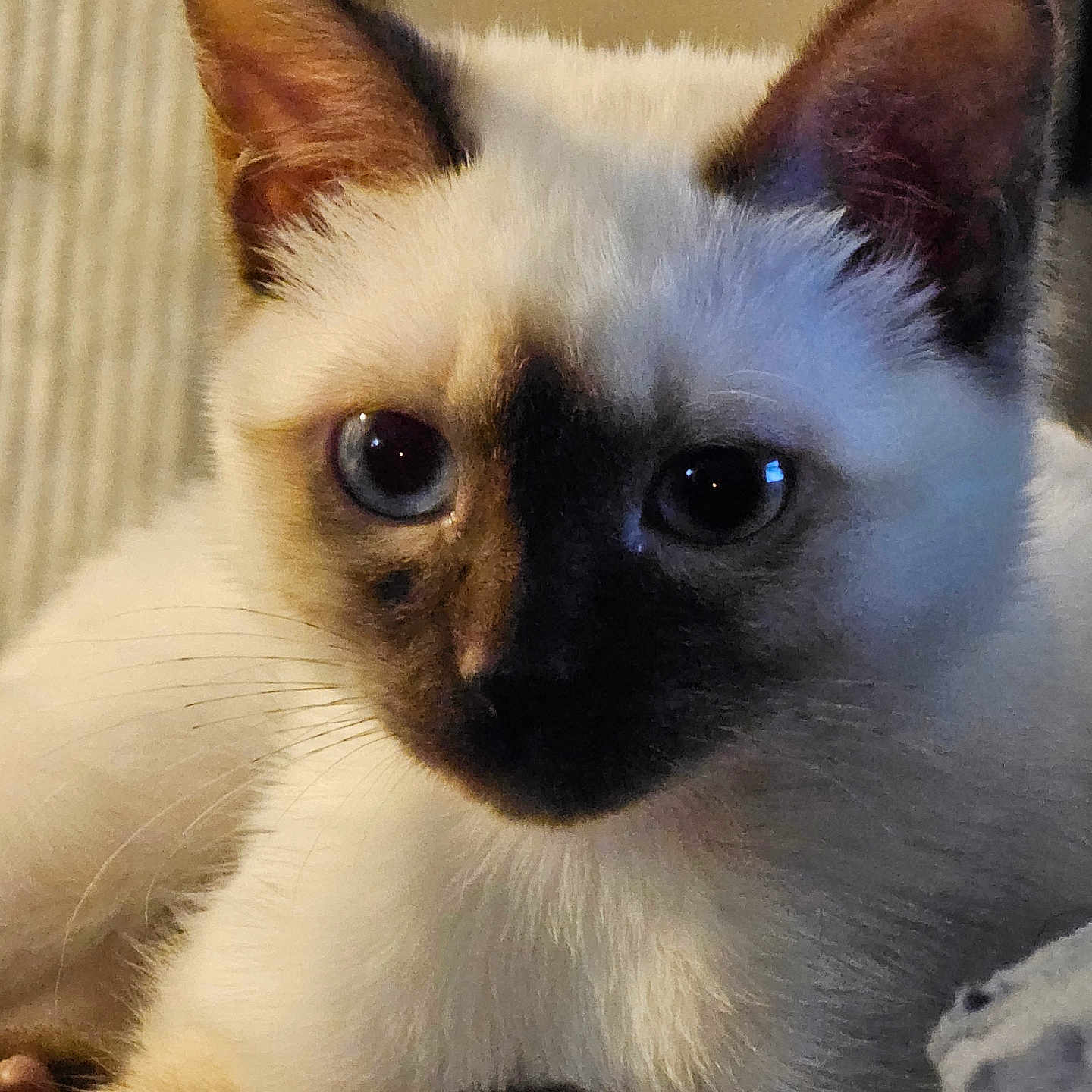 Gypsy joined the competition — help win amazing prizes! cat, siamese_cat, kitten, close_up, blue_eyes, whiskers, fur, pet, animal, indoor, cute, portrait, relaxed, ears, face, paw, soft_lighting, feline, young, domestic