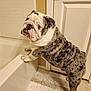bulldog, dog, pet, indoor, bathroom, bathtub, carpet, door, curious, standing, animal, fur, paw, white, brown, black, wrinkles, expression, floor, home