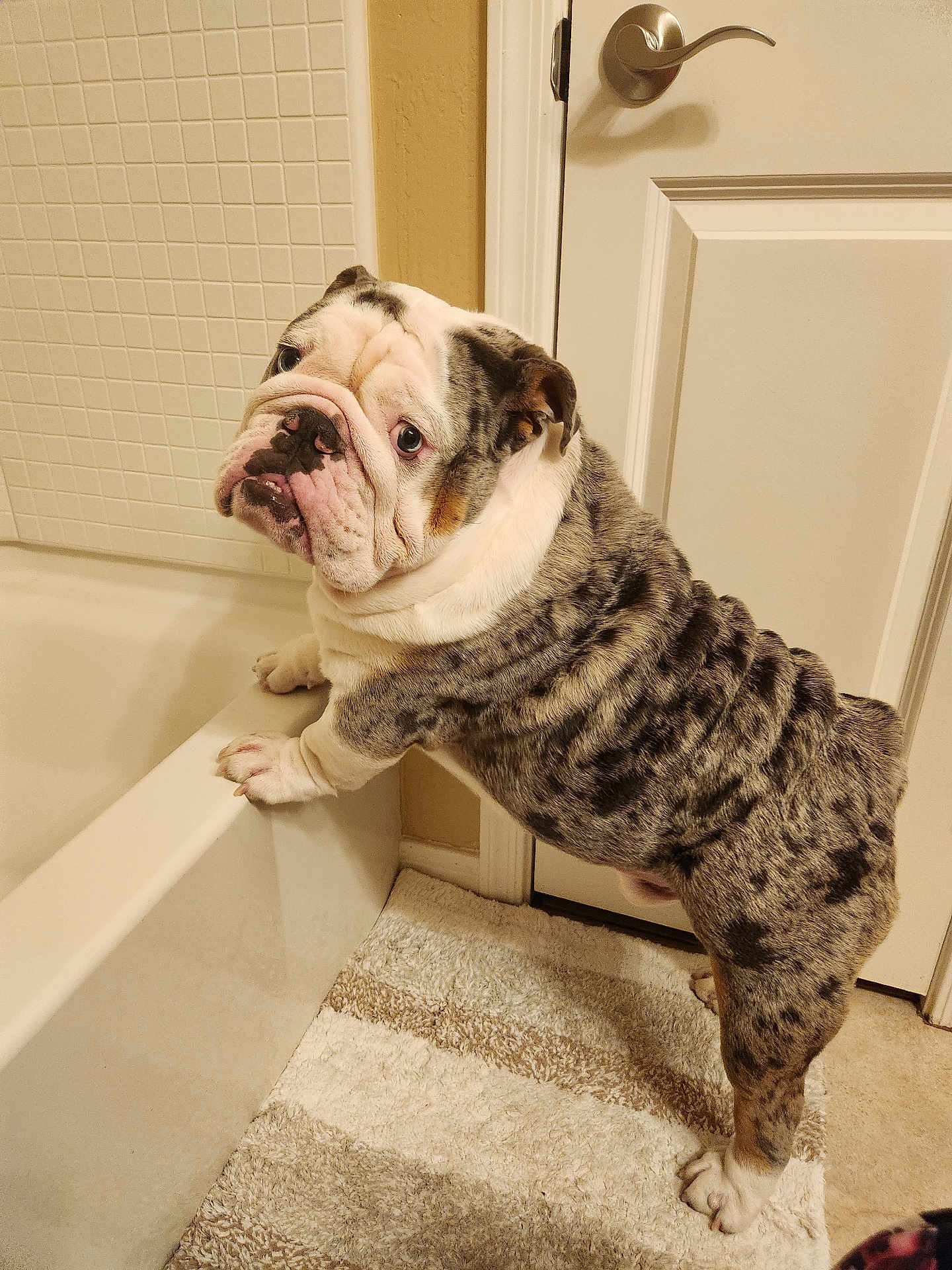 Keegan is registered to the contest to win money with this photo: bulldog, dog, pet, indoor, bathroom, bathtub, carpet, door, curious, standing, animal, fur, paw, white, brown, black, wrinkles, expression, floor, home