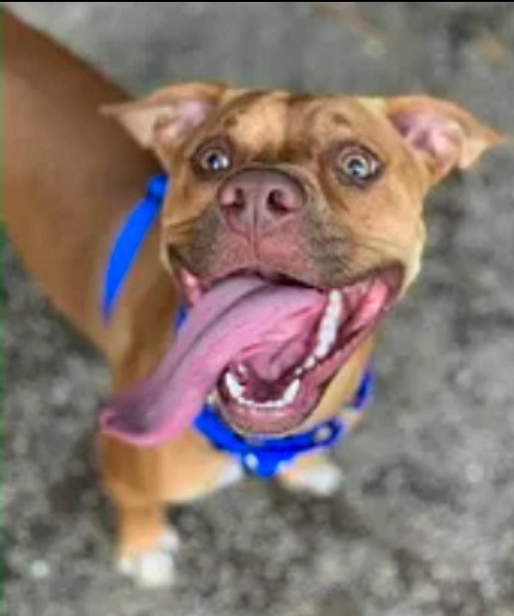 Dale joined the competition — help win amazing prizes! canidae, carnivore, collar, companion_dog, dog, dog_breed, dog_collar, dog_supply, fawn, jaw, liver, old_english_bulldog, organ, pet_supply, snout, tan, tongue, whiskers, working_animal, wrinkle