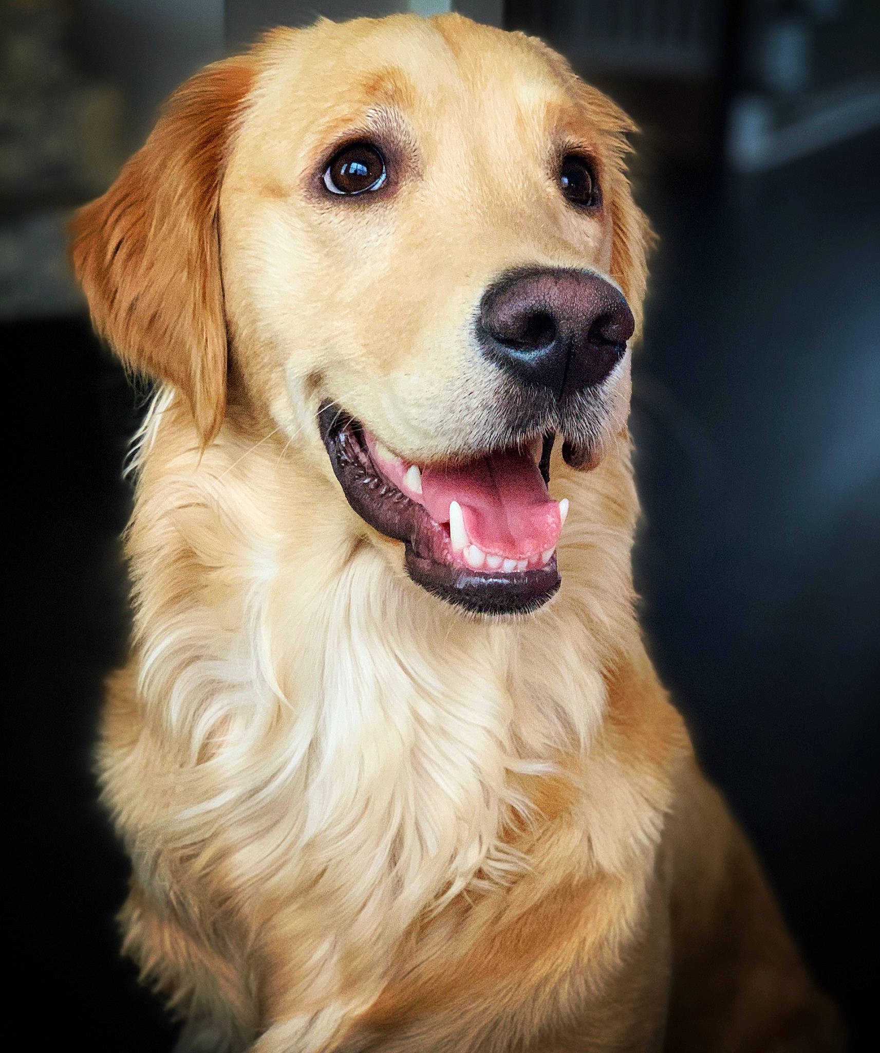 Little Miss Peaches joined the competition — help win amazing prizes! canidae, carnivore, companion_dog, dog, dog_breed, dog_collar, ear, eye, fawn, fur, golden_retriever, gun_dog, head, iris, nose, shout, smile, snout, sporting_group, whiskers