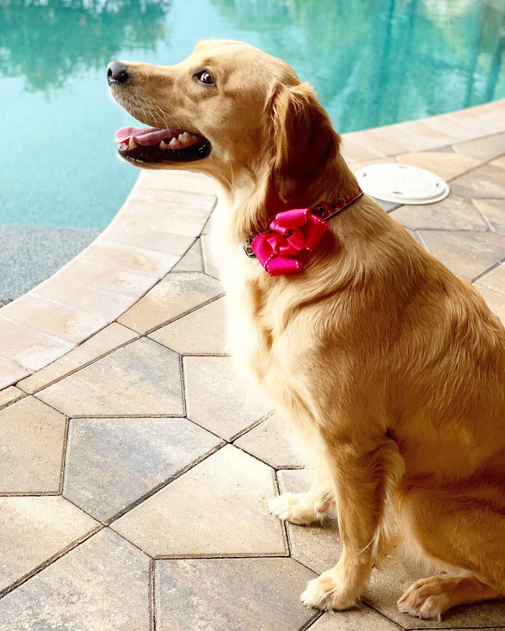 Little Miss Peaches joined the competition — help win amazing prizes! canidae, carnivore, collar, companion_dog, dog, dog_breed, dog_collar, fashion_accessory, fawn, fur, leash, liver, plant, smile, snout, sporting_group, tail, tree, water, whiskers