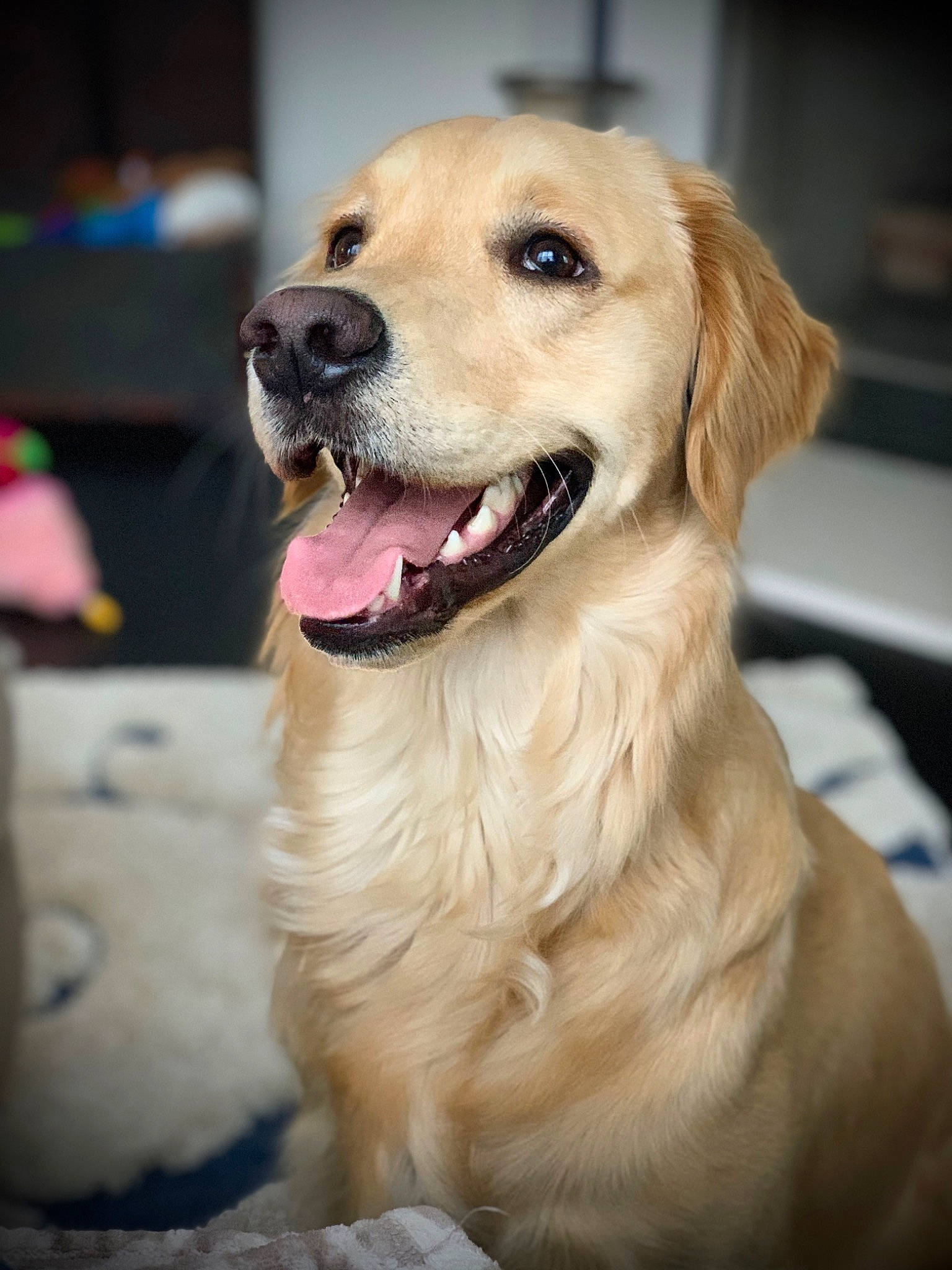 Little Miss Peaches is registered to the contest to win money with this photo: biting, canidae, carnivore, collar, companion_dog, dog, dog_breed, dog_collar, door, fang, fawn, fur, golden_retriever, gun_dog, pet_supply, retriever, snout, sporting_group, whiskers, working_dog