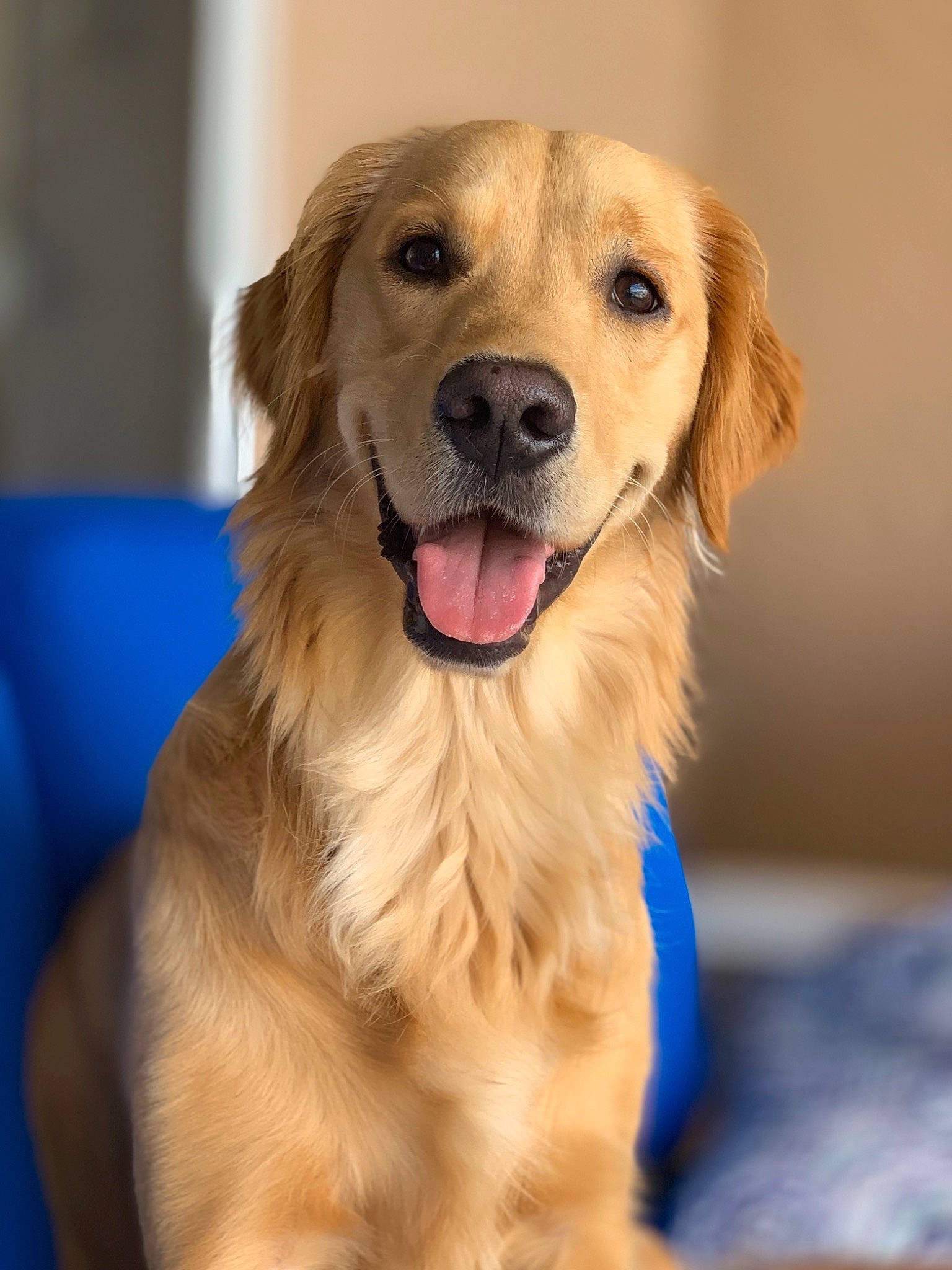 Little Miss Peaches is registered to the contest to win money with this photo: canidae, carnivore, companion_dog, dog, dog_breed, event, fawn, fur, golden_retriever, gun_dog, pet_supply, smile, snout, sporting_group, whiskers, working_dog