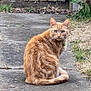 cat, ginger_cat, tabby, outdoor, pathway, fence, greenery, flowers, collar, pet, animal, nature, fur, whiskers, tail, sitting, curious, alert, garden, daylight