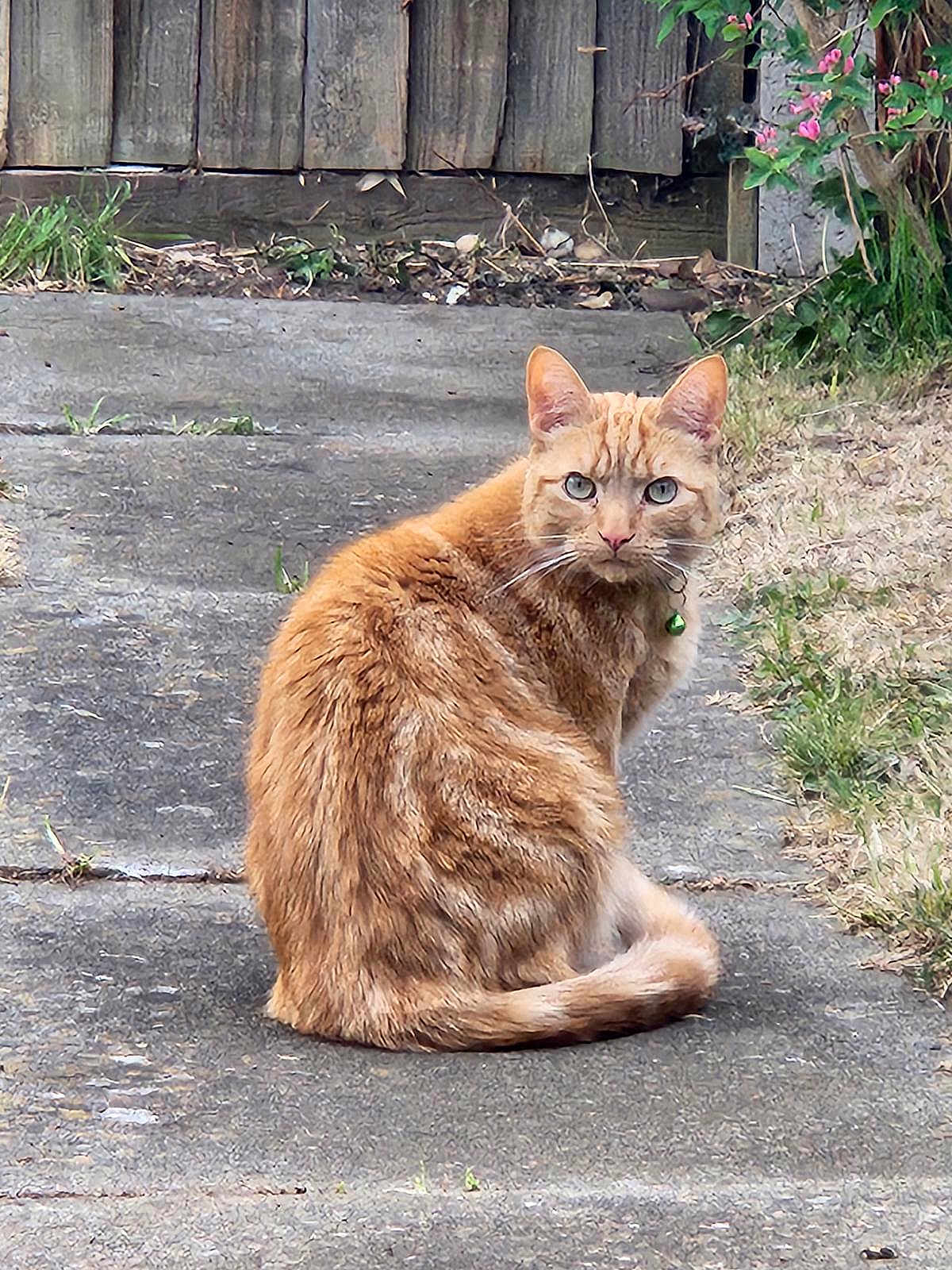 Simba