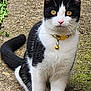 Patch is registered to the contest to win money with this photo: cat, black_and_white, animal, pet, collar, bell, outdoor, ground, plant, greenery, pot, yellow, fur, whiskers, tail, sitting, alert, mammal, cute, portrait