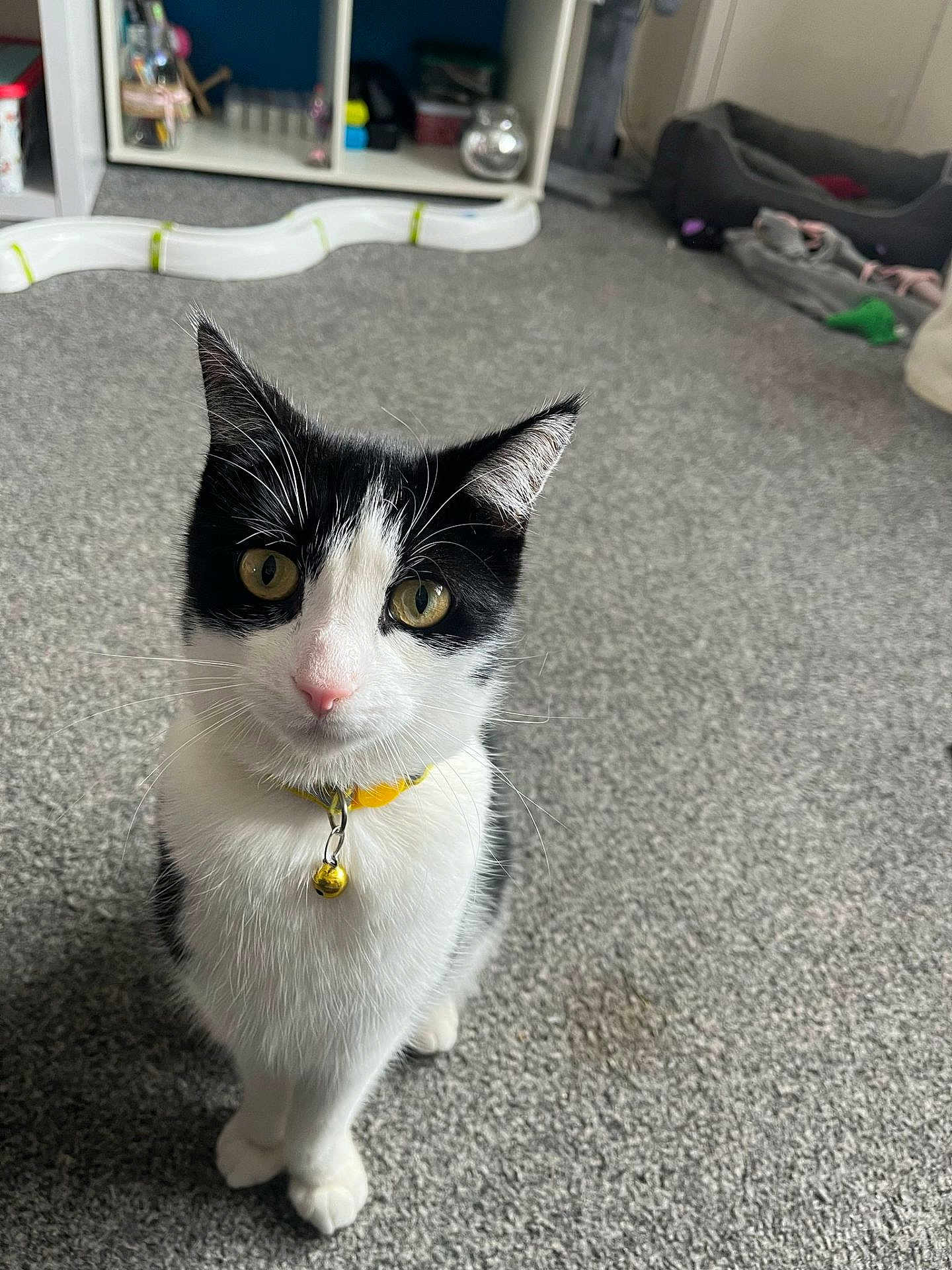 Patch joined the competition — help win amazing prizes! cat, black_and_white, pet, indoor, carpet, collar, bell, curious, sitting, feline, animal, domestic, room, toy, bed, floor, whiskers, ears, eyes, nose