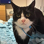 Sox is registered to the contest to win money with this photo: cat, black_and_white, pet, collar, whiskers, bedroom, blanket, furniture, indoor, animal, cute, curious, soft_texture, close_up, domestic_cat, fur, eyes, nose, ears, resting