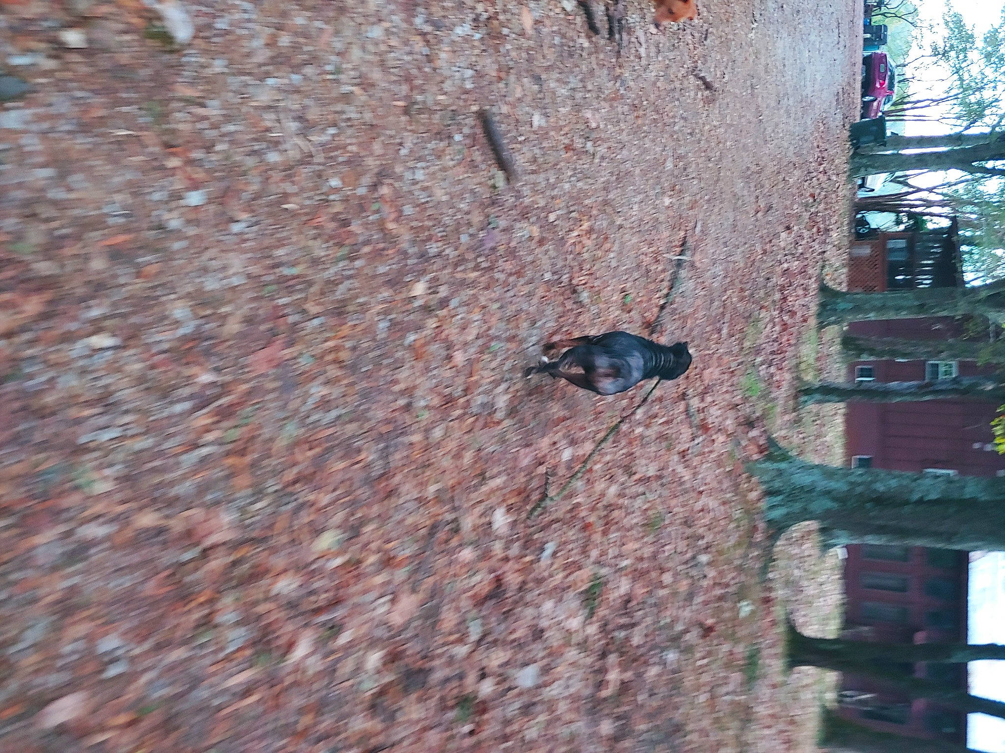 Bobbie is registered to the contest to win money with this photo: brick, brickwork, bug, insect, organism, pest, wall