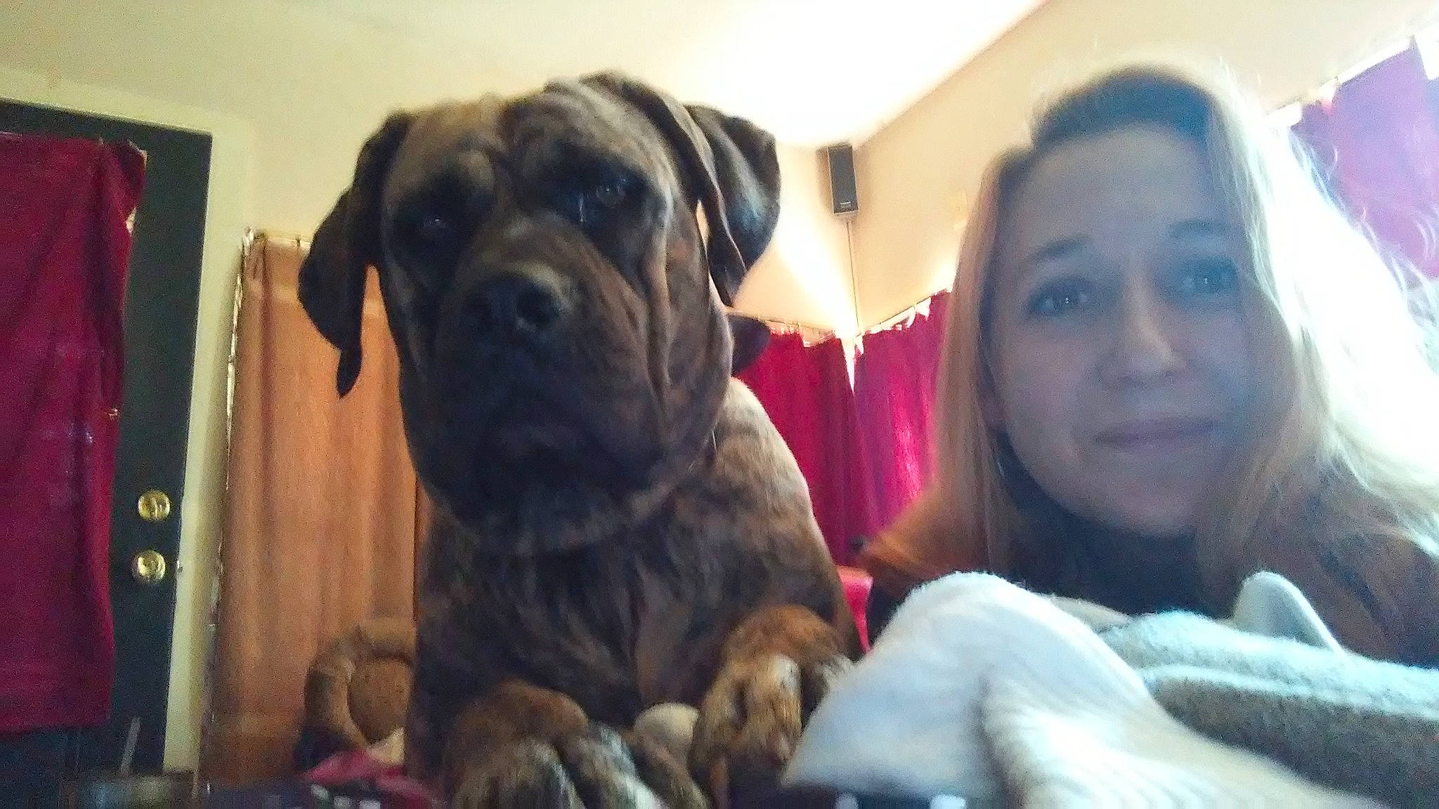 Karma joined the competition — help win amazing prizes! bandog, boerboel, bullmastiff, cane_corso, canidae, carnivore, companion_dog, dog, dog_breed, english_mastiff, fawn, fila_brasileiro, guard_dog, mammal, puppy, puppy_love, snout, sporting_group, vertebrate