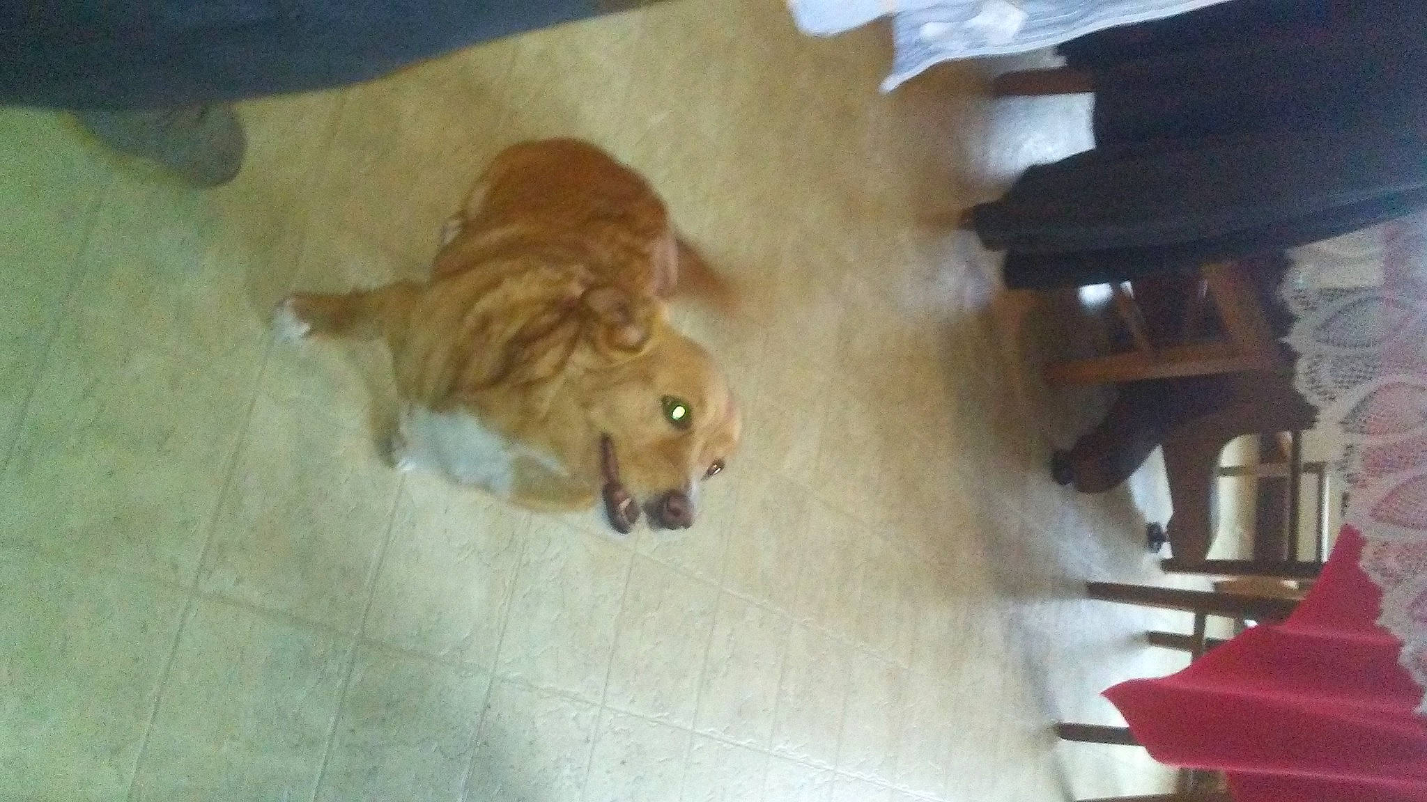 Precious joined the competition — help win amazing prizes! canidae, carnivore, companion_dog, dog, dog_breed, fawn, floor, flooring, golden_retriever, nova_scotia_duck_tolling_retriever, retriever, snout, sporting_group