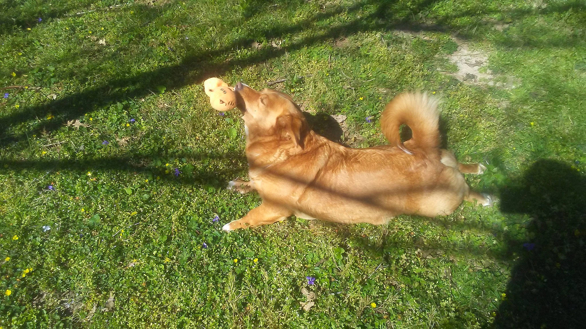 Precious is registered to the contest to win money with this photo: akita, ancient_dog_breeds, canidae, carnivore, companion_dog, dog, dog_breed, eurasier, fawn, finnish_spitz, grass, icelandic_sheepdog, lawn, mammal, non_sporting_group, shiba_inu, sporting_group, tail