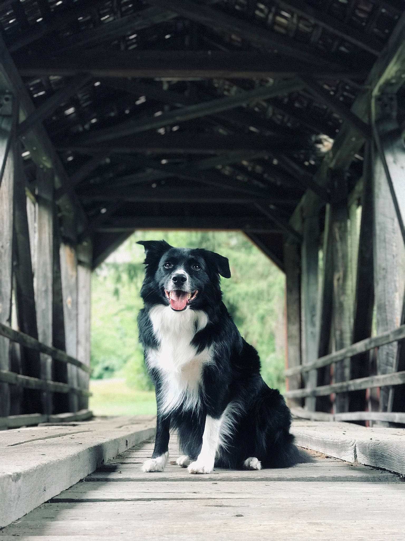 Ollie joined the competition — help win amazing prizes! borador, border_collie, canidae, carnivore, companion_dog, dog, dog_breed, dog_collar, fur, herding_dog, plant, sporting_group, tints_and_shades, tree, working_animal, working_dog