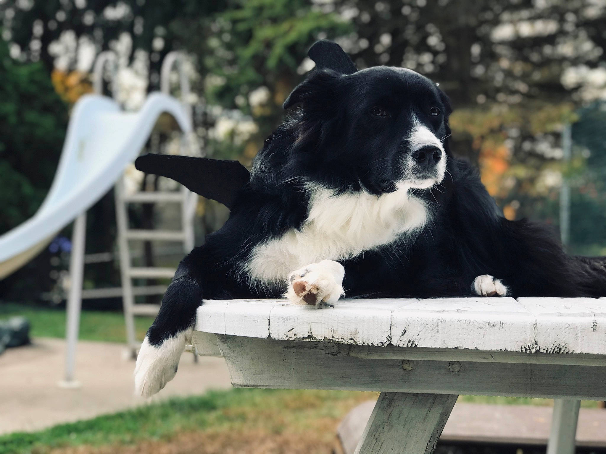 Ollie is registered to the contest to win money with this photo: border_collie, canidae, carnivore, companion_dog, dog, dog_breed, fur, grass, herding_dog, mammal, outdoor_bench, plant, recreation, snout, sporting_group, tail, terrestrial_animal, tree, working_animal, working_dog