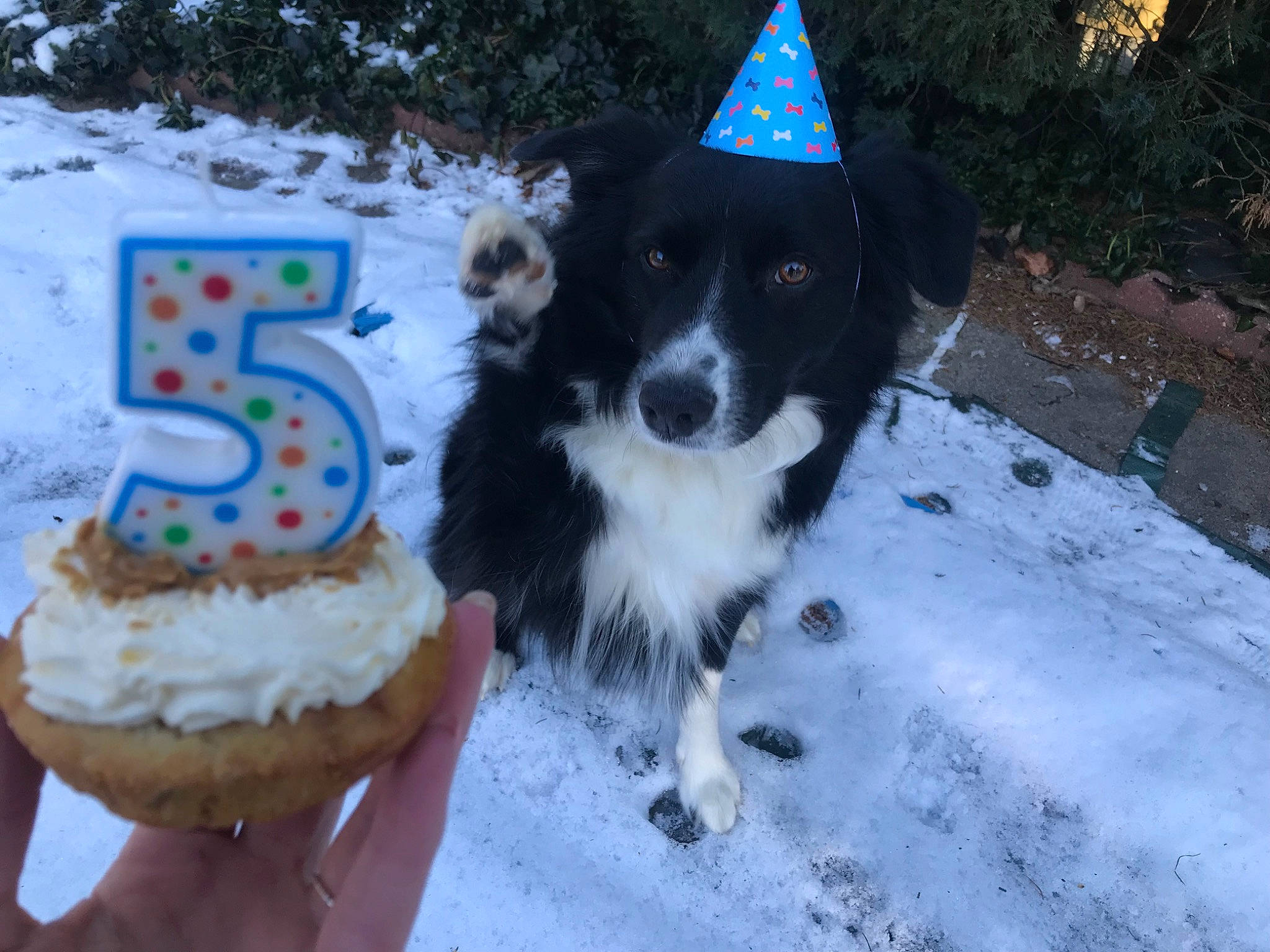 Ollie joined the competition — help win amazing prizes! canidae, carnivore, companion_dog, dog, dog_breed, dog_supply, event, freezing, fur, herding_dog, icing, party_hat, plant, snout, snow, snowman, sporting_group, tail, winter, working_dog