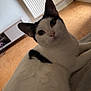 cat, black_and_white, indoor, pet, animal, feline, looking_at_camera, flooring, radiator, curious, whiskers, ears, fur, relaxed, close_up, domestic, cozy, home, resting, mammal