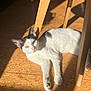 cat, white_cat, black_markings, floor, sunlight, wooden_chair, indoor, relaxed, pet, animal, feline, shadow, yellow_eyes, paw, whiskers, domestic_cat, resting, home, sunbeam, curious
