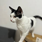 Snow participe au concours pour gagner de l'argent avec cette photo : cat, black_and_white, animal, pet, feline, indoor, curious, alert, whiskers, box, paw, tail, closeup, fur, domestic, side_view, focus, blurred_background, standing, balance