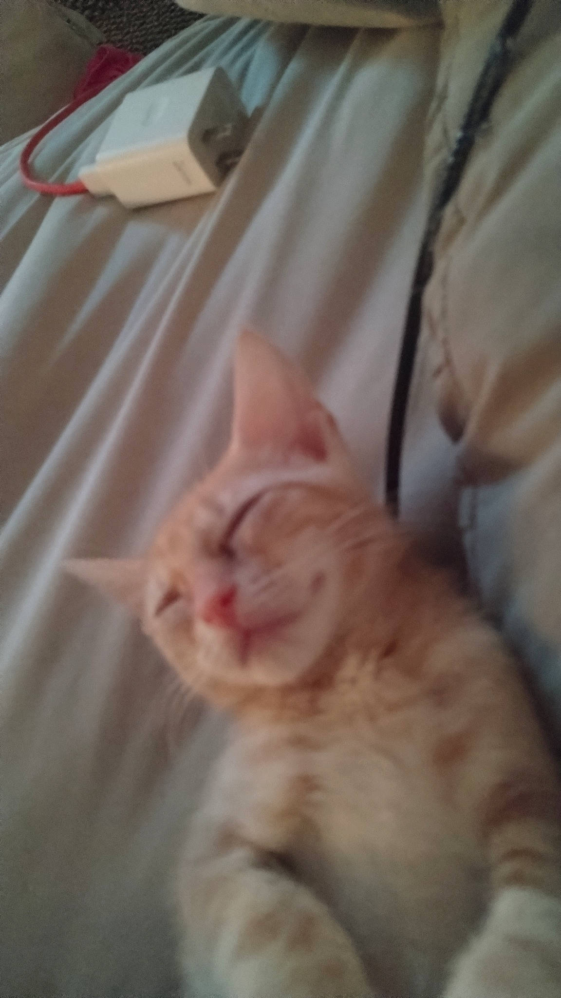 Calicifer is registered to the contest to win money with this photo: carnivore, cat, comfort, domestic_short_haired_cat, ear, eye, fawn, felidae, fur, head, kitchen_utensil, paw, peach, small_to_medium_sized_cats, snout, tail, whiskers