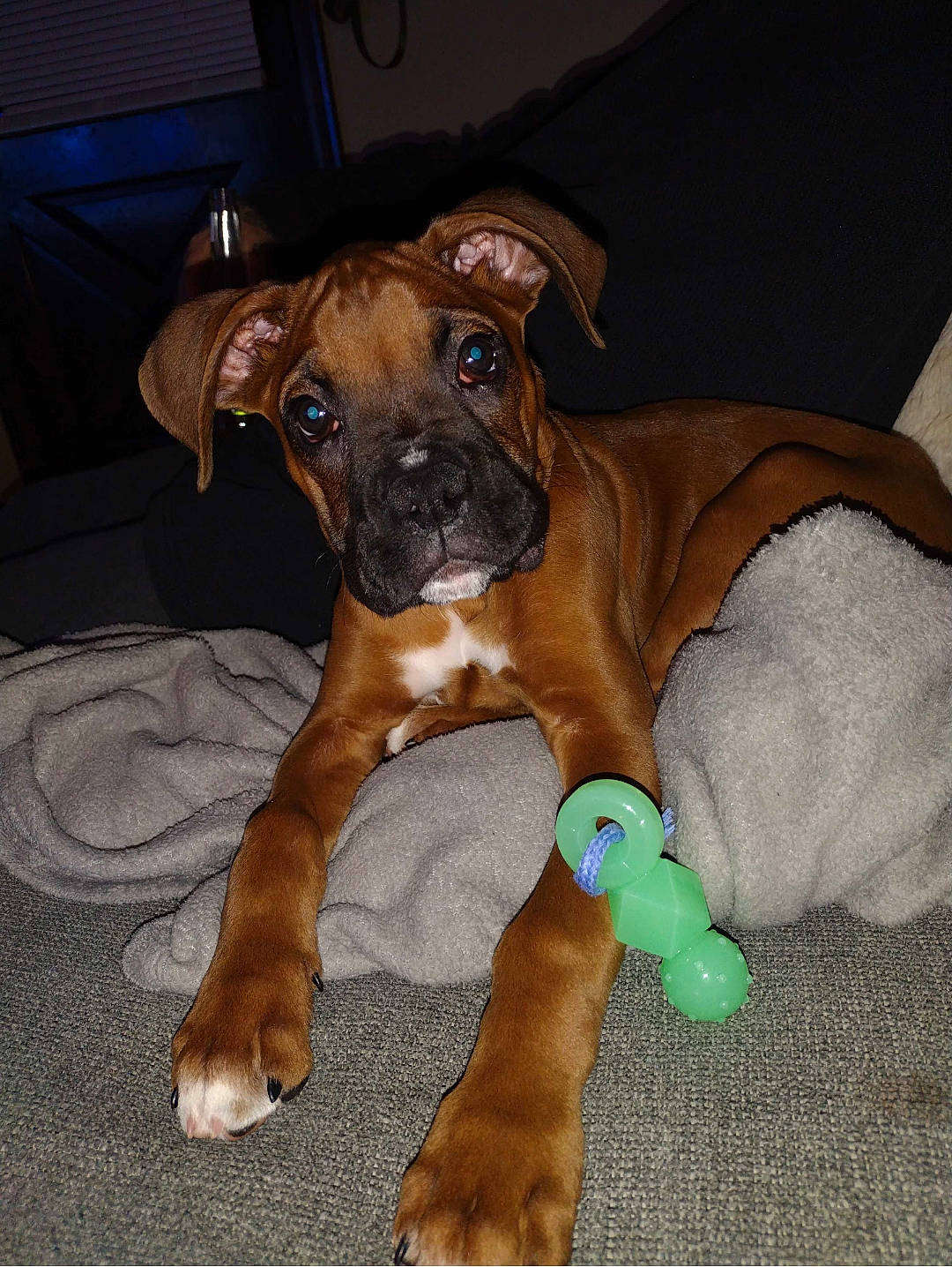 Kuntry is registered to the contest to win money with this photo: boxer, canidae, carnivore, comfort, companion_dog, dog, dog_breed, dog_supply, fawn, liver, non_sporting_group, pet_supply, sporting_group, tail, terrestrial_animal, whiskers, working_animal, working_dog