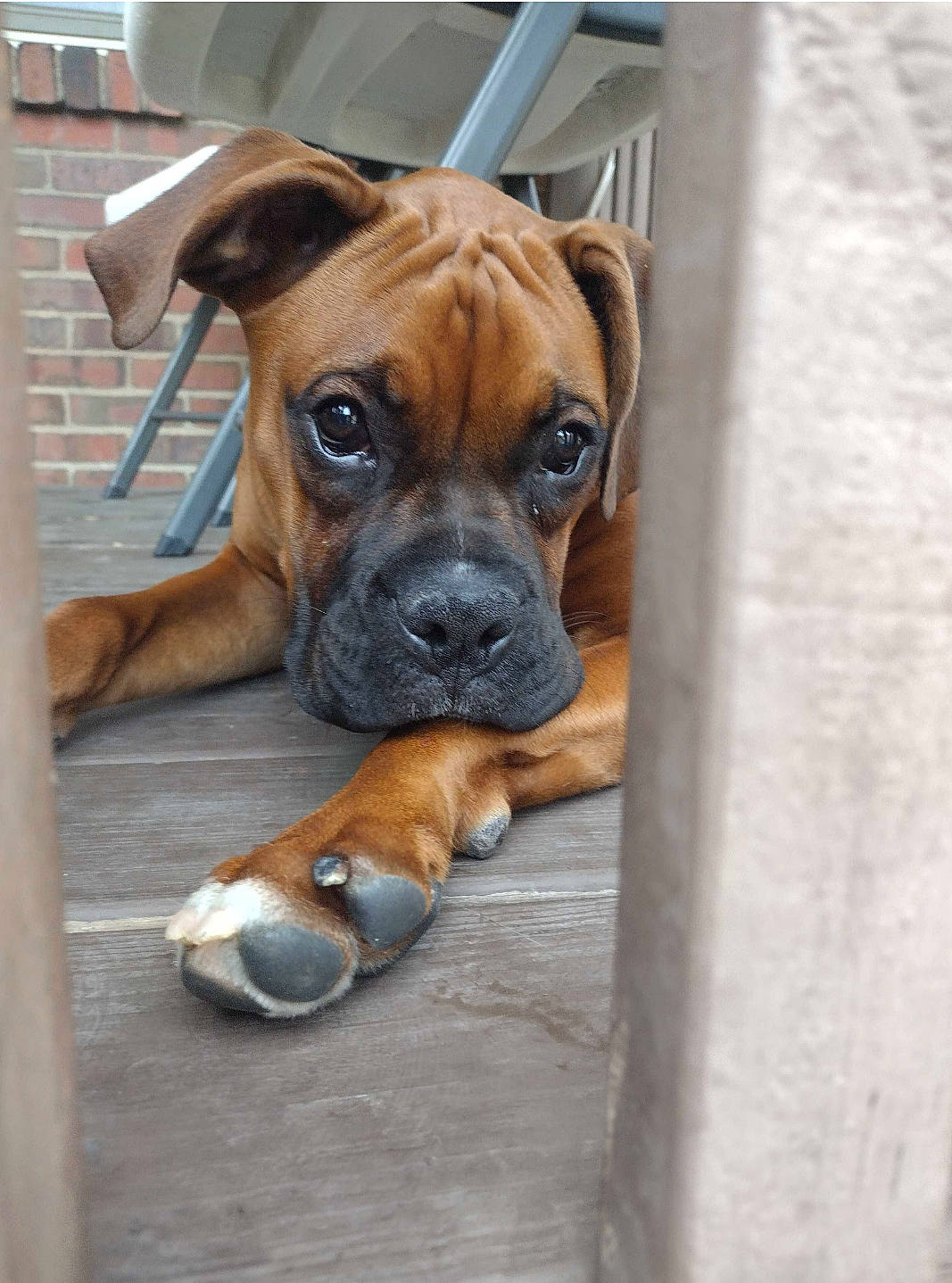 Kuntry joined the competition — help win amazing prizes! boxer, canidae, carnivore, companion_dog, dog, dog_breed, fawn, liver, non_sporting_group, pet_supply, snout, sporting_group, wood, working_animal, working_dog, wrinkle