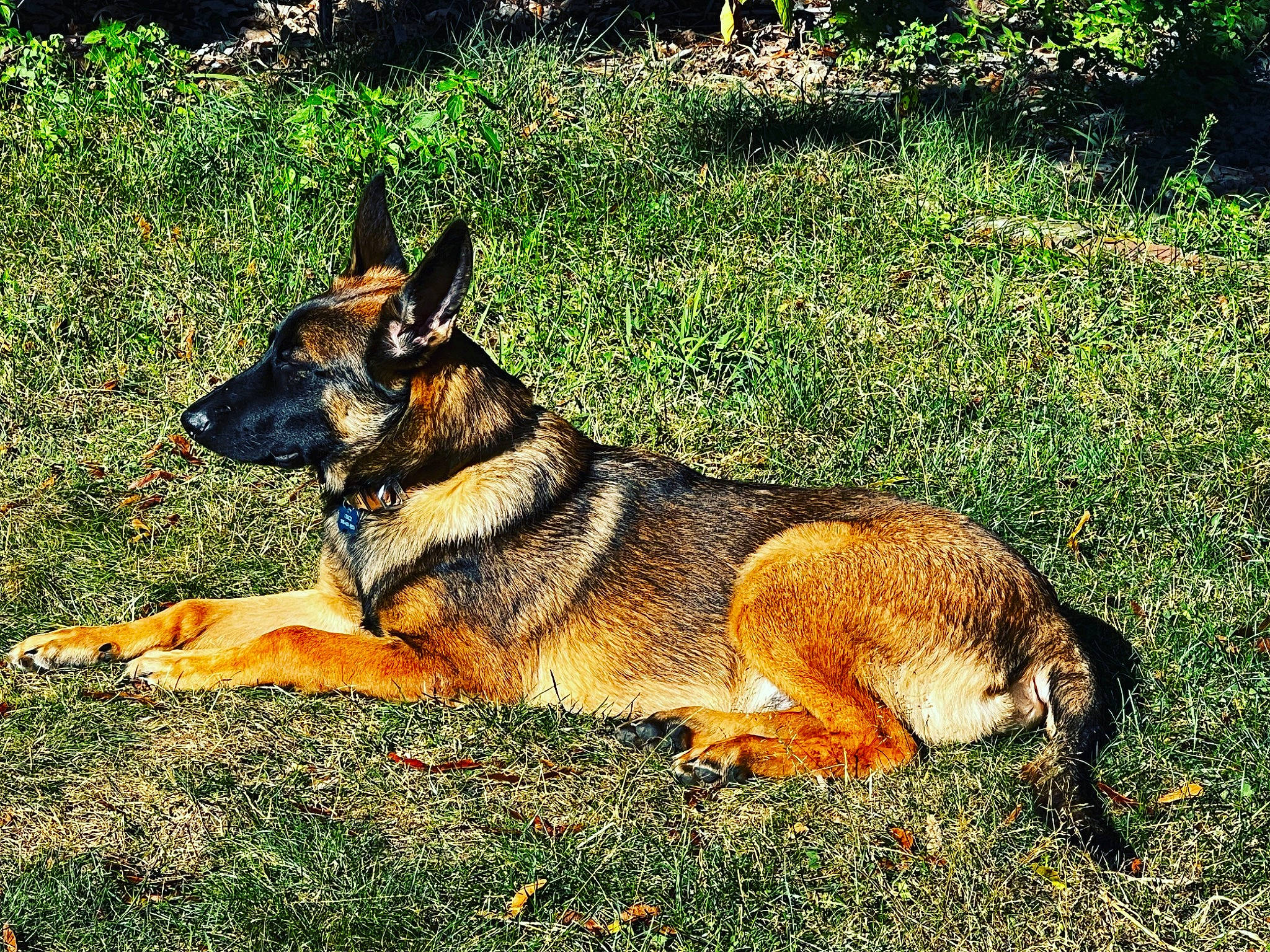 Chico joined the competition — help win amazing prizes! biting, canidae, carnivore, dog, dog_breed, east_european_shepherd, fawn, german_shepherd_dog, grass, herding_dog, king_shepherd, old_german_shepherd_dog, plant, snout, sporting_group, terrestrial_animal, working_dog