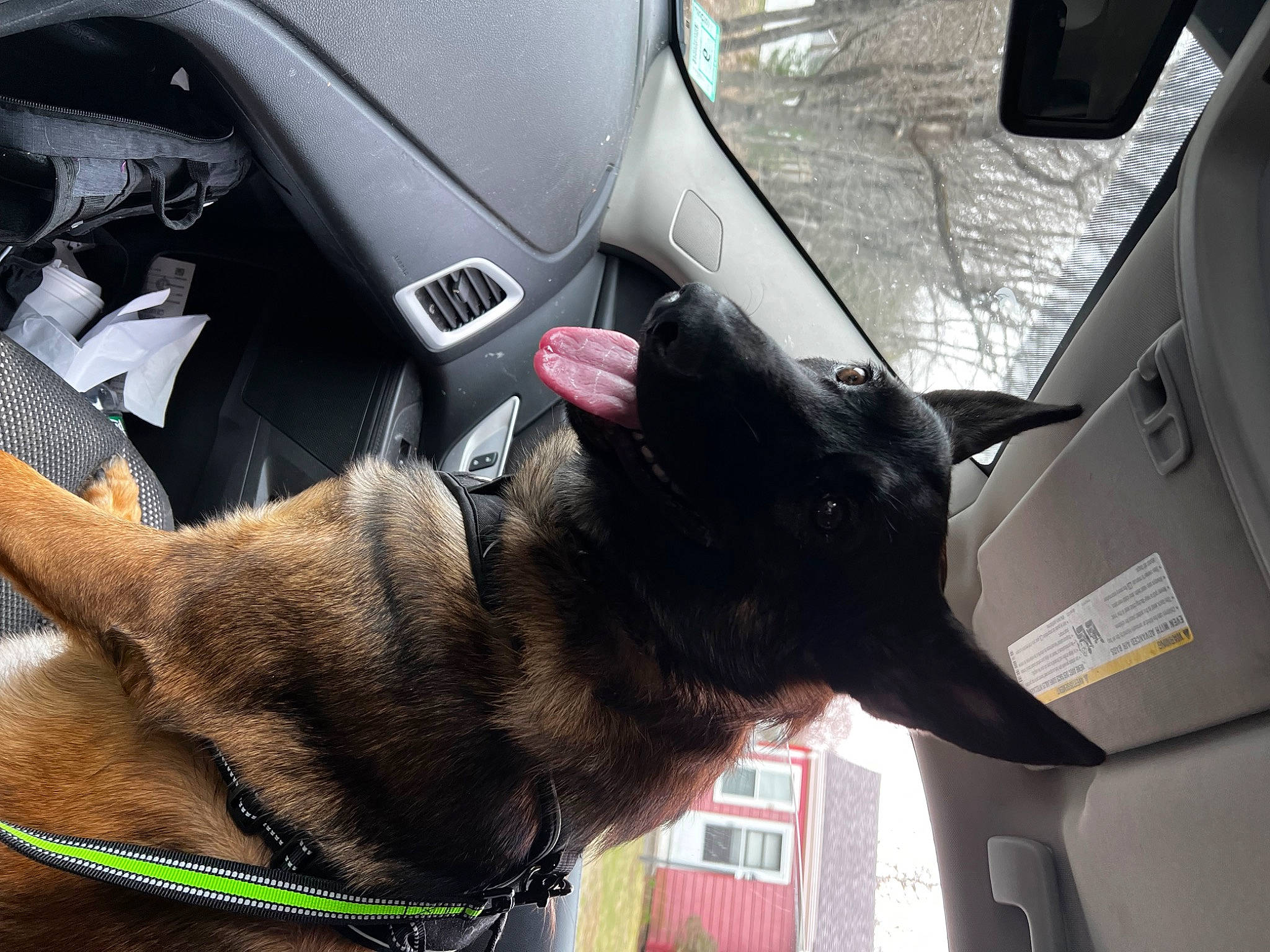 Chico joined the competition — help win amazing prizes! auto_part, automotive_design, car, carnivore, collar, dog, dog_breed, dog_collar, gesture, liver, motor_vehicle, personal_luxury_car, snout, sporting_group, steering_wheel, vehicle, vehicle_door, window, windshield, working_animal