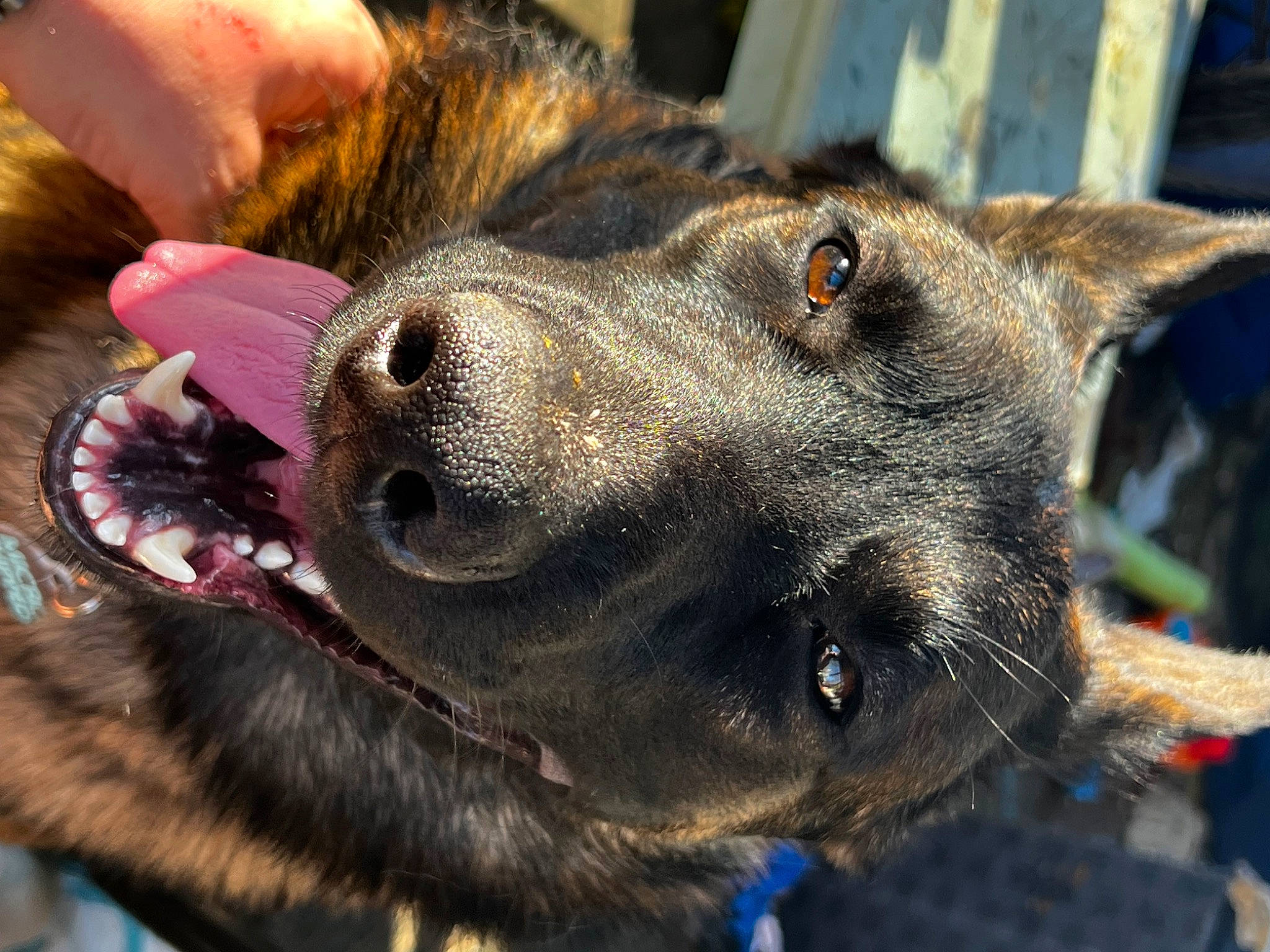 Chico is registered to the contest to win money with this photo: australian_cattle_dog, canidae, carnivore, collar, companion_dog, dog, dog_breed, dog_collar, domestic_short_haired_cat, fawn, felidae, fur, german_shepherd_dog, small_to_medium_sized_cats, snout, sporting_group, street_dog, whiskers, wildlife, working_animal