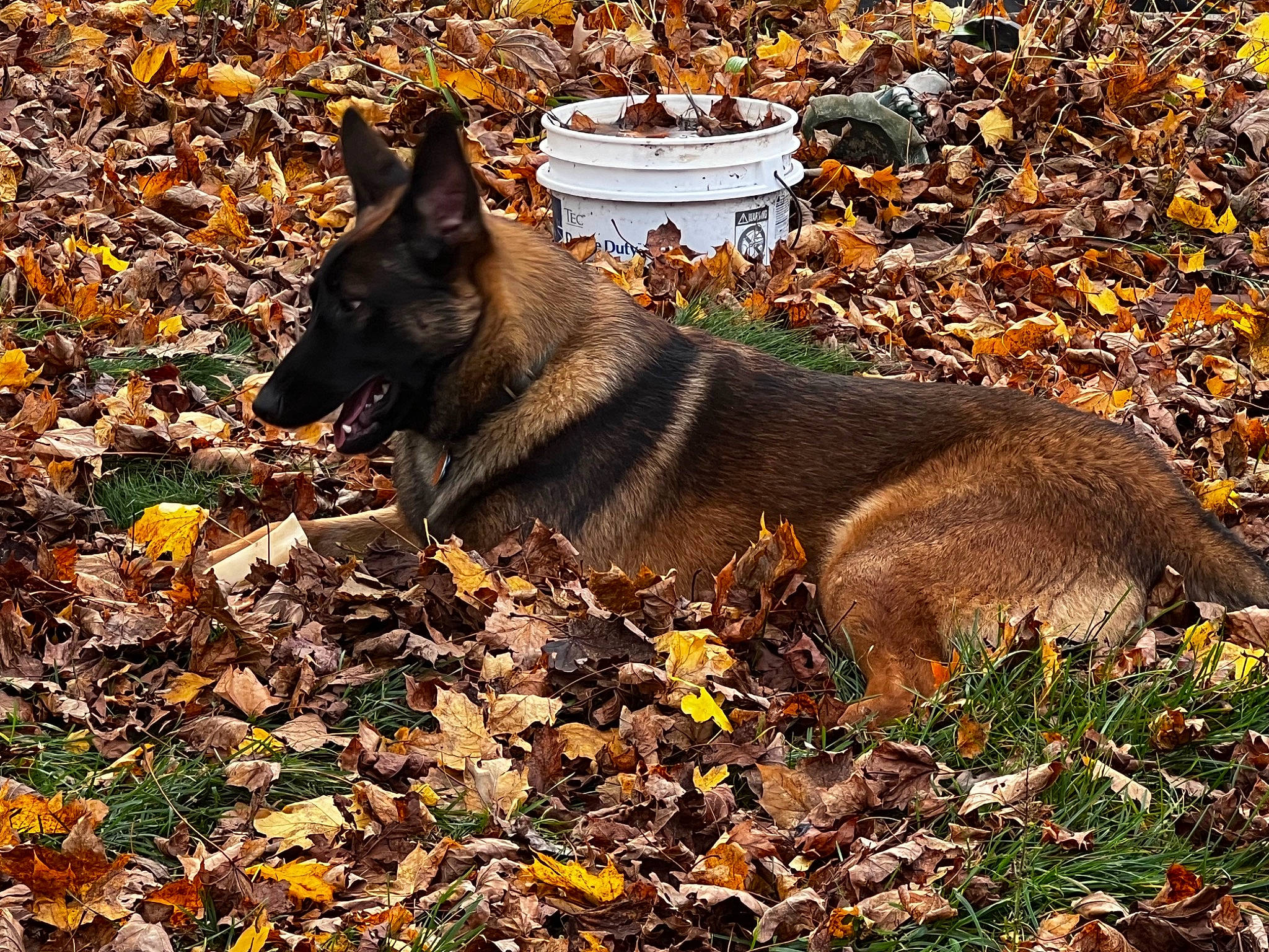 Chico joined the competition — help win amazing prizes! autumn, black_norwegian_elkhound, canis, carnivore, corgi_chihuahua, deciduous, dog, dog_breed, dog_hiking, flowerpot, grass, guard_dog, herding_dog, king_shepherd, leaf, sporting_group, terrestrial_animal, wildlife, working_animal, working_dog