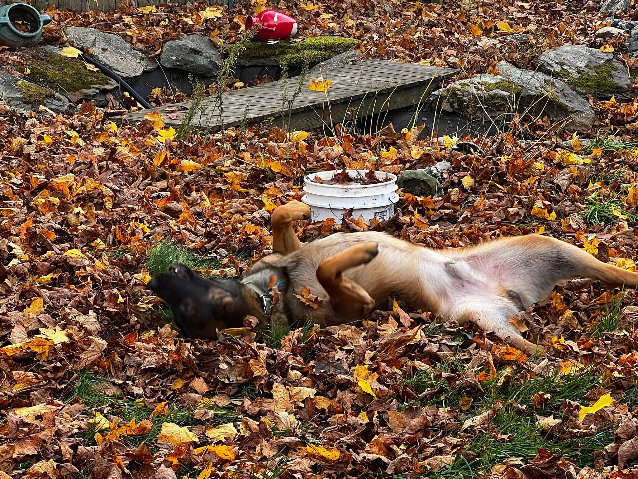 Chico is registered to the contest to win money with this photo: art, autumn, calabaza, deciduous, fawn, grass, landscape, mammal, natural_landscape, people_in_nature, plant, pumpkin, rock, soil, terrestrial_animal, trunk, vertebrate, wildlife, wood, woodland