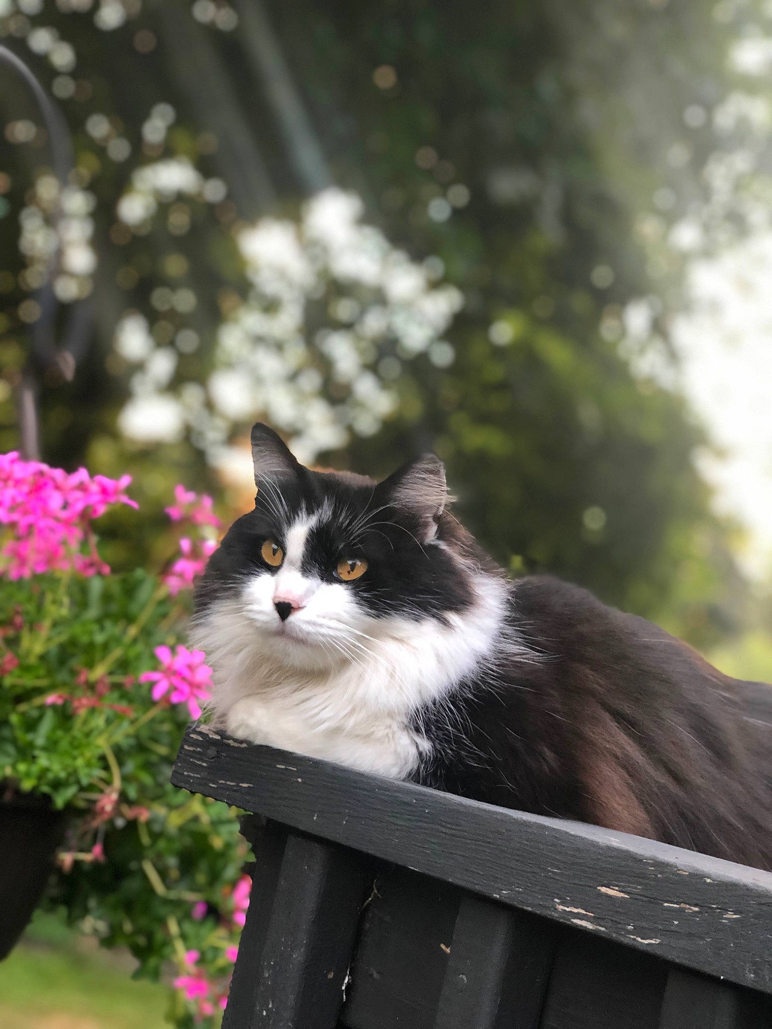 Jacquè is registered to the contest to win money with this photo: annual_plant, carnivore, cat, felidae, flower, fur, grass, herbaceous_plant, mammal, petal, plant, sitting, small_to_medium_sized_cats, tail, tints_and_shades, tree, vertebrate, whiskers, window, wood