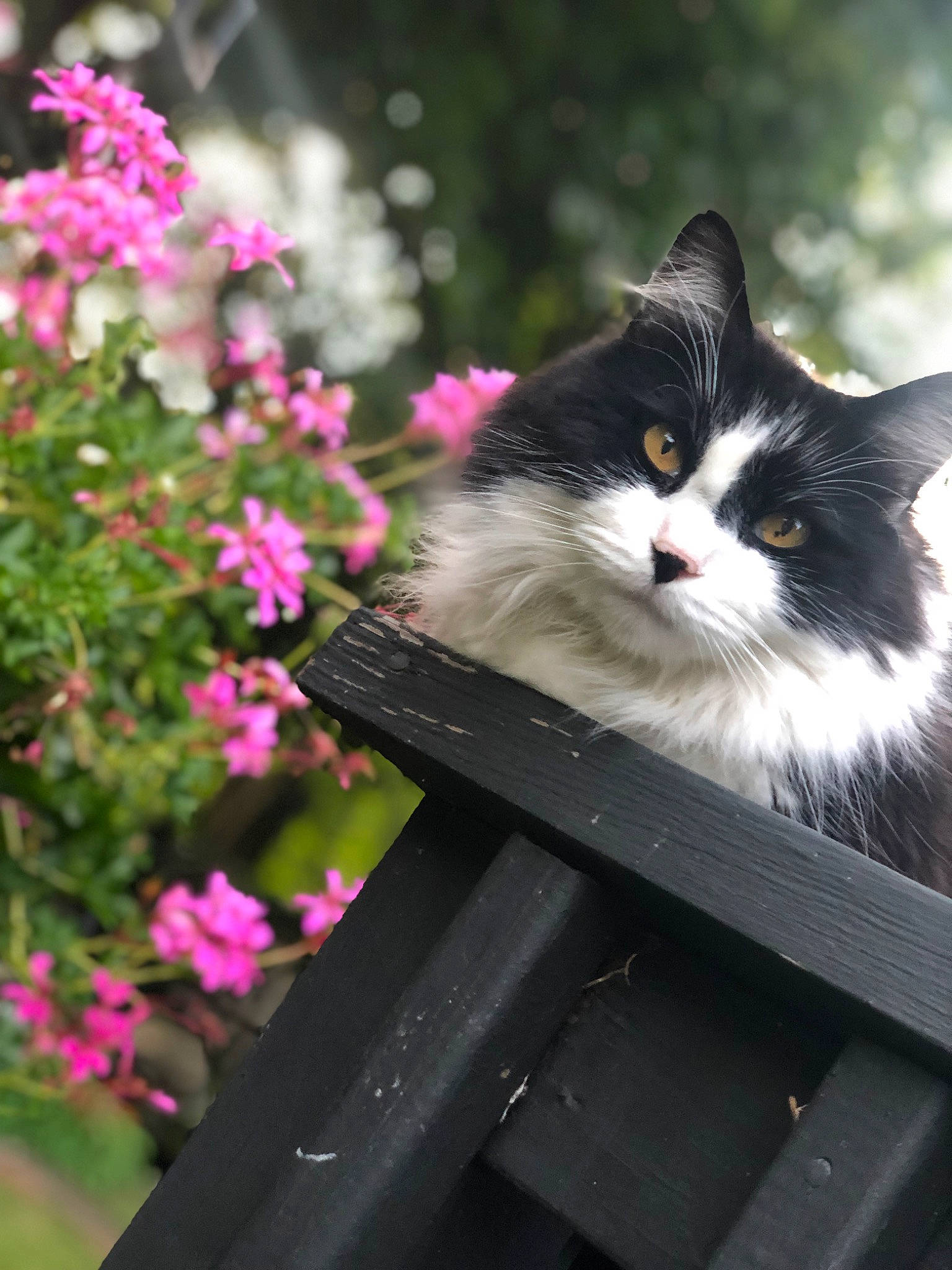 Jacquè is registered to the contest to win money with this photo: annual_plant, carnivore, cat, felidae, flower, flowering_plant, fur, grass, herbaceous_plant, magenta, petal, plant, plant_stem, sitting, small_to_medium_sized_cats, tints_and_shades, tree, whiskers, window, wood