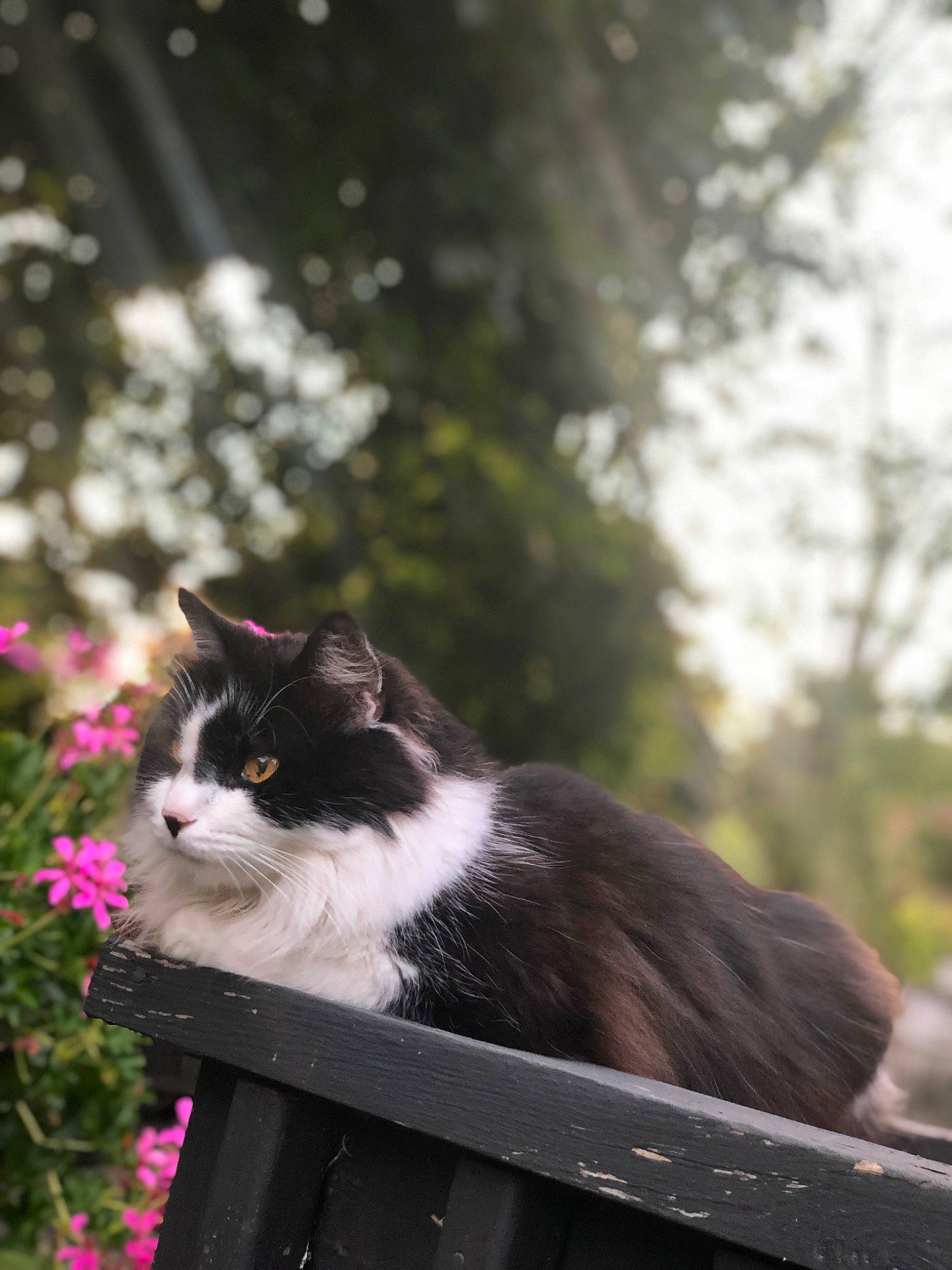 Jacquè is registered to the contest to win money with this photo: carnivore, cat, domestic_short_haired_cat, felidae, flower, fur, grass, monochrome_photography, morning, plant, small_to_medium_sized_cats, snout, sunlight, tail, tints_and_shades, tree, vertebrate, whiskers, window, wood