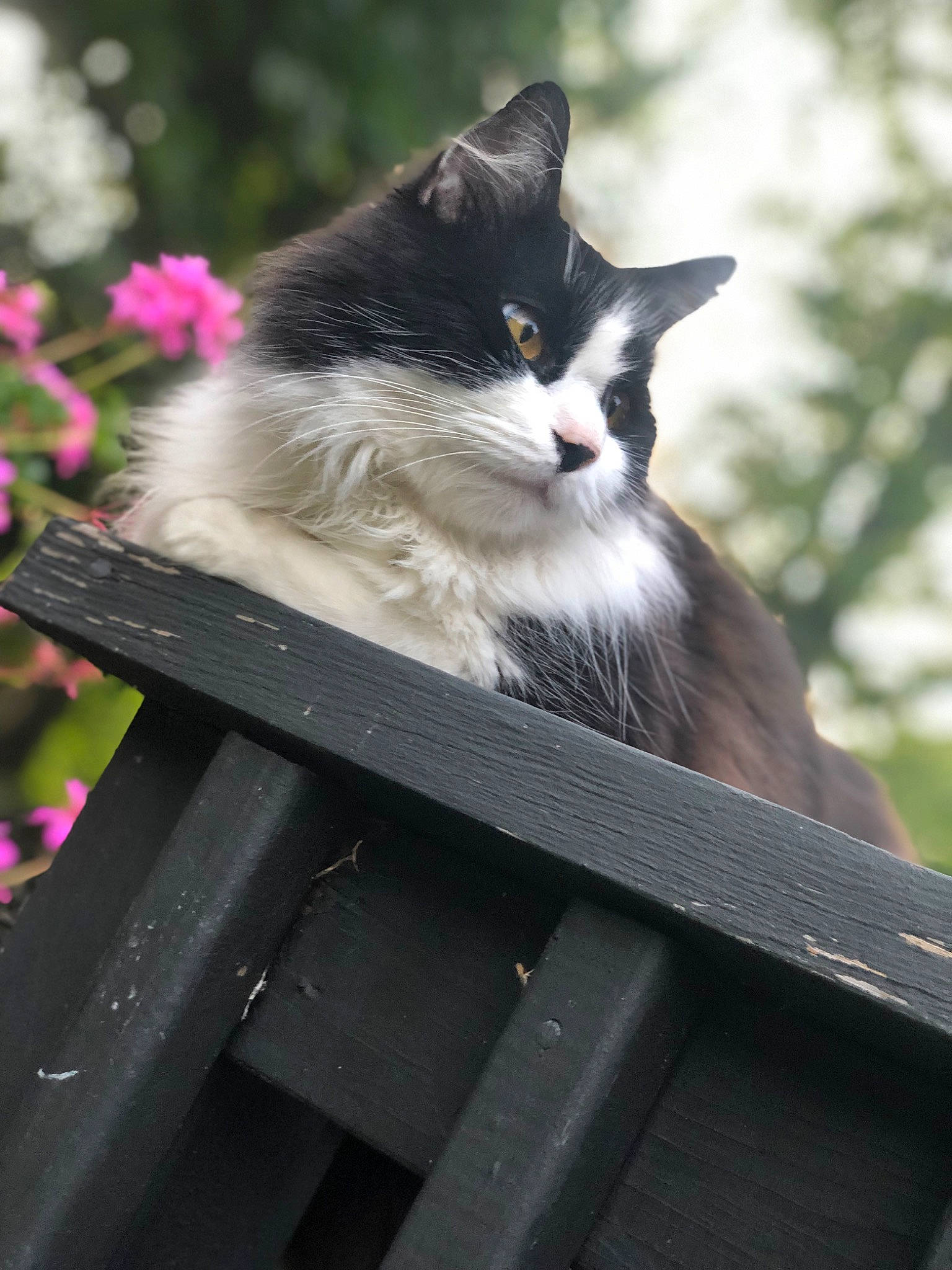 Jacquè is registered to the contest to win money with this photo: bench, carnivore, cat, felidae, flower, formal_wear, fur, grass, monochrome_photography, plant, sitting, small_to_medium_sized_cats, tail, tree, whiskers, window, wood