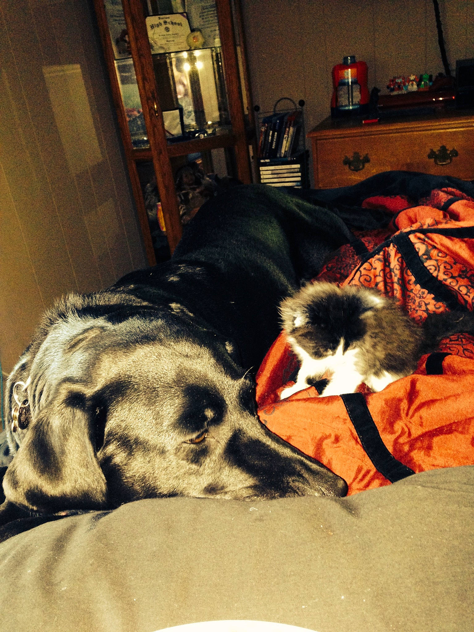 Jacquè is registered to the contest to win money with this photo: bedding, canidae, carnivore, comfort, companion_dog, dog, dog_breed, felidae, flooring, grey, interior_design, linens, living_room, mammal, picture_frame, snout, sporting_group, tints_and_shades, whiskers, working_animal