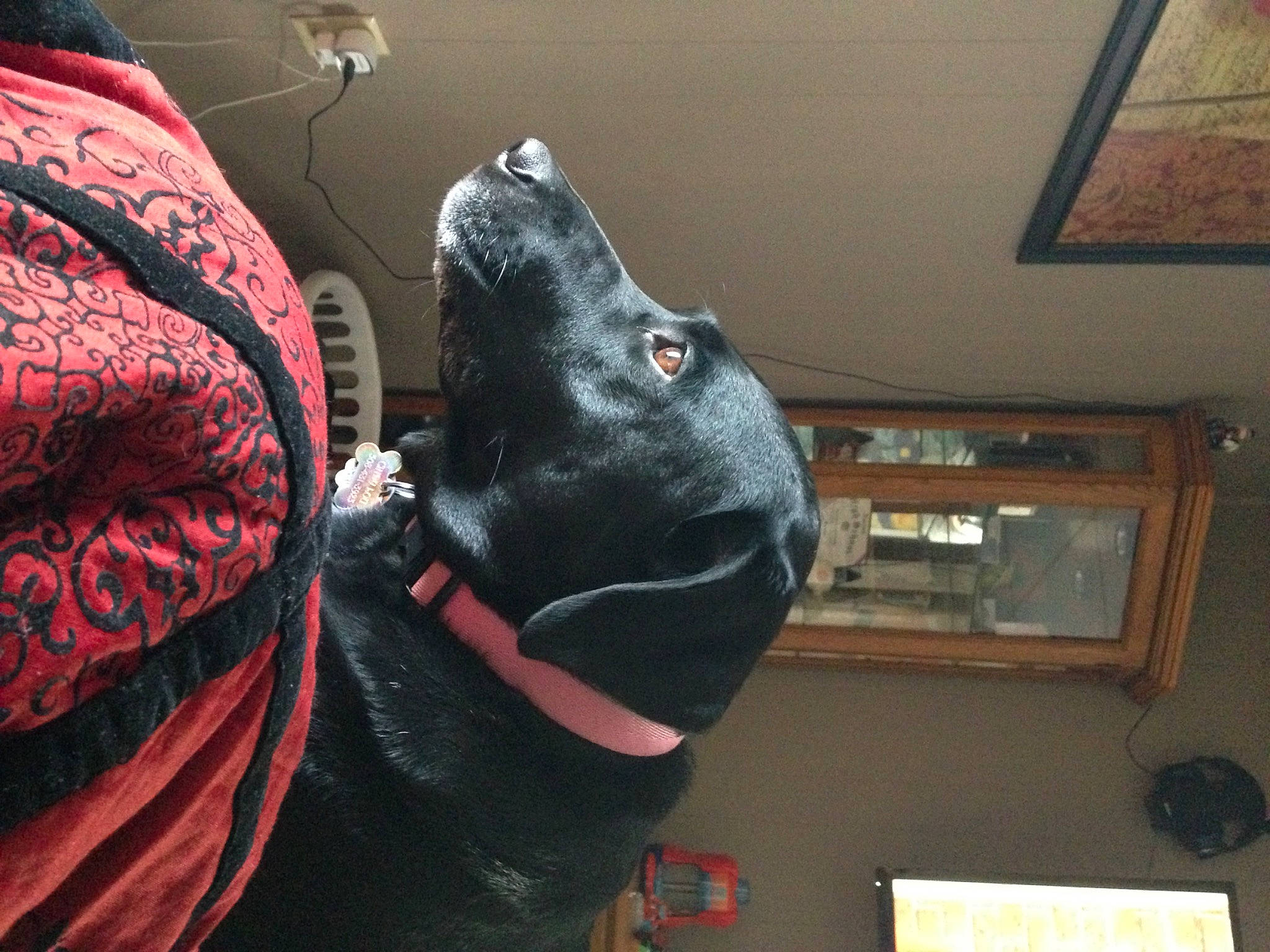 Cindy Lou joined the competition — help win amazing prizes! borador, canidae, carmine, carnivore, collar, comfort, companion_dog, dog, dog_breed, dog_collar, fashion_accessory, fawn, fur, guard_dog, magenta, personal_protective_equipment, picture_frame, sporting_group, whiskers, working_animal