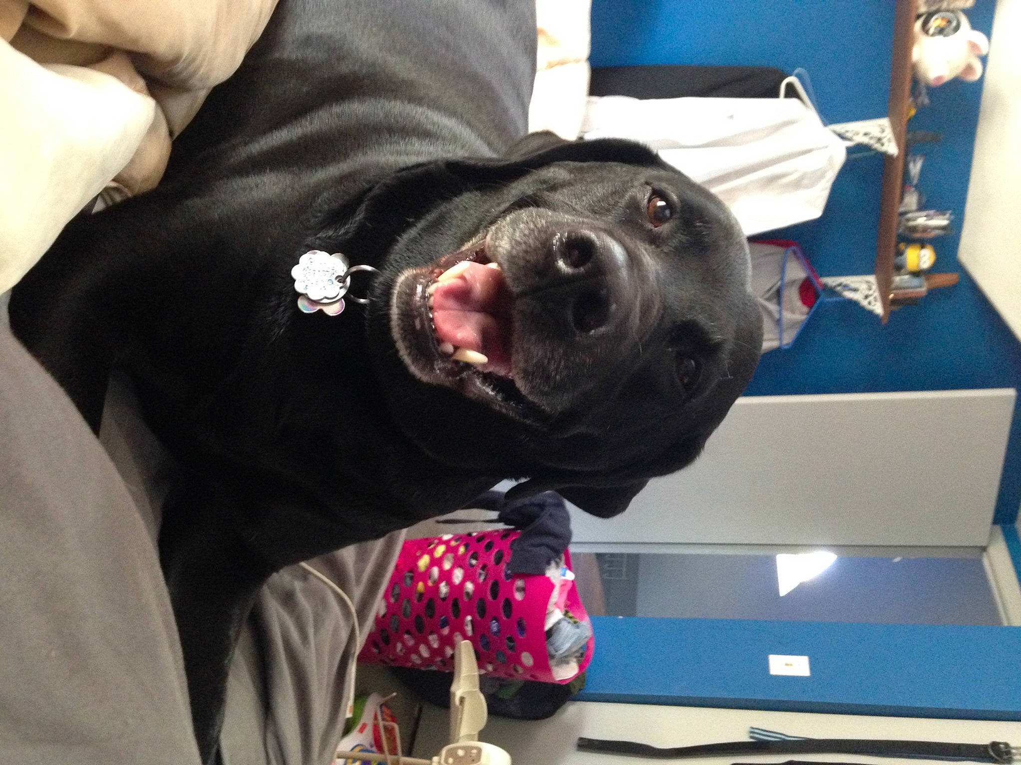 Cindy Lou is registered to the contest to win money with this photo: canidae, carnivore, collar, companion_dog, computer_keyboard, computer_monitor, desk, dog, dog_breed, dog_collar, fur, guard_dog, jaw, non_sporting_group, peripheral, personal_protective_equipment, snout, sporting_group, whiskers