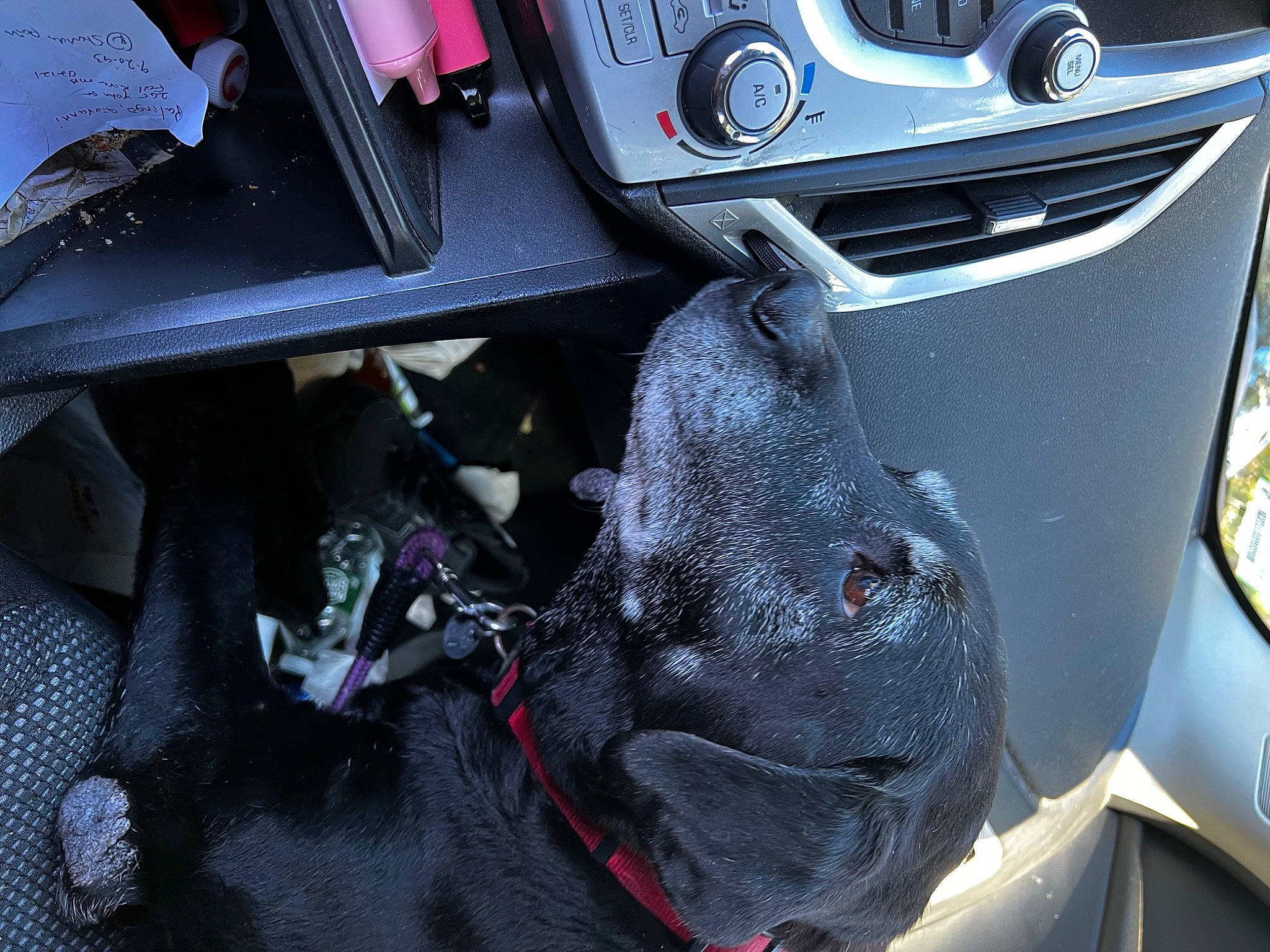 Cindy Lou is registered to the contest to win money with this photo: auto_part, automotive_design, automotive_exterior, automotive_lighting, automotive_tire, automotive_wheel_system, black, car, electric_blue, family_car, hood, light, motor_vehicle, personal_luxury_car, rim, steering_wheel, trunk, vehicle, vehicle_door, white