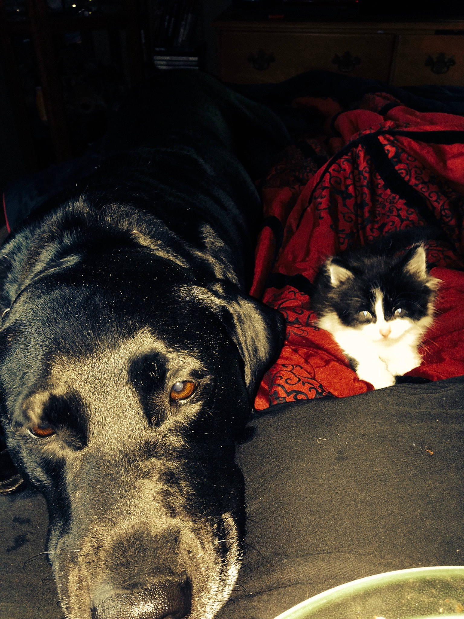 Cindy Lou is registered to the contest to win money with this photo: carmine, carnivore, cat, comfort, companion_dog, darkness, dog, dog_breed, domestic_short_haired_cat, felidae, fur, grey, guard_dog, small_to_medium_sized_cats, sporting_group, tail, tints_and_shades, whiskers, working_animal, working_dog