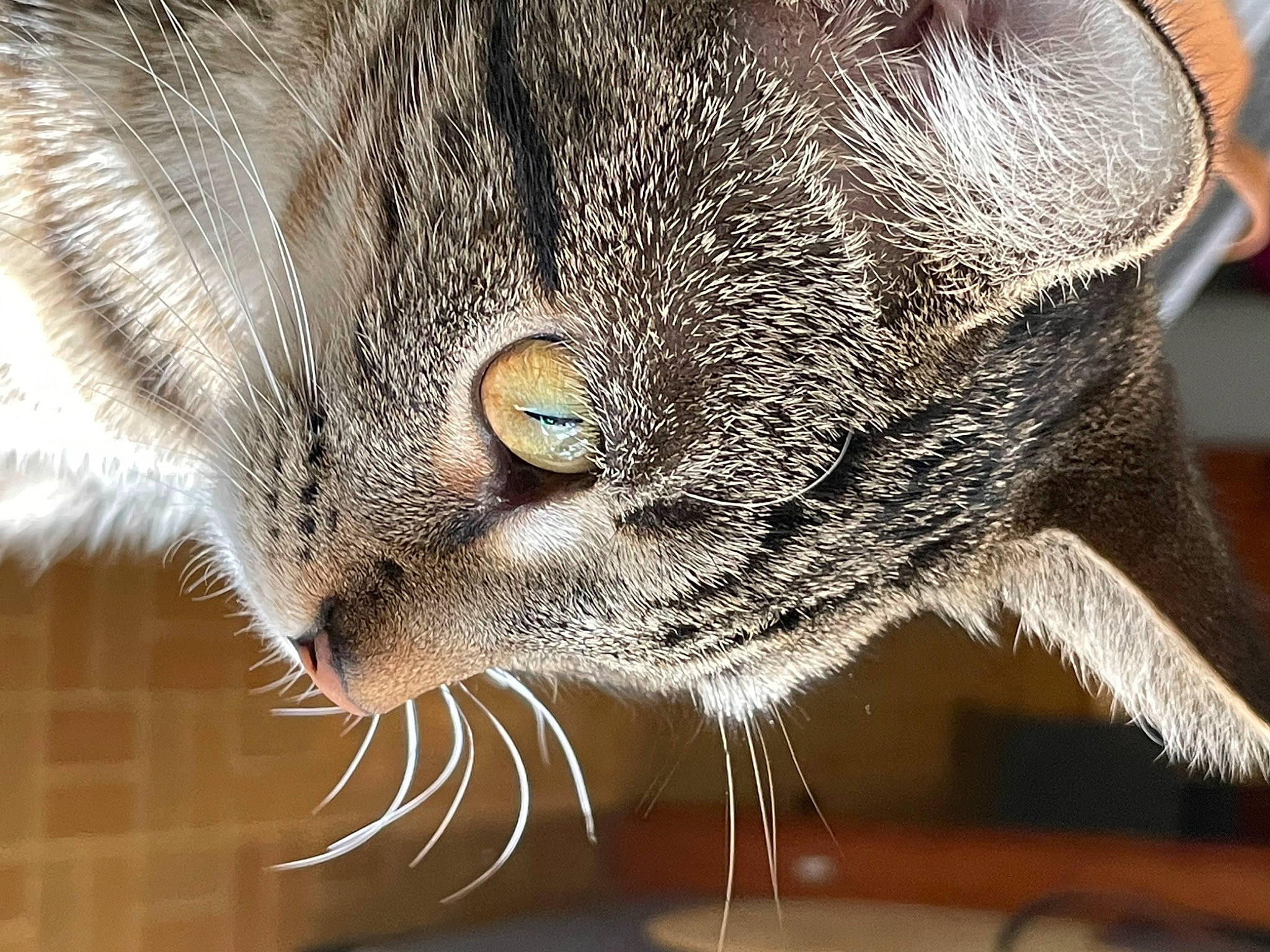 Scarlet is registered to the contest to win money with this photo: carnivore, cat, claw, close_up, domestic_short_haired_cat, eye, felidae, fur, macro_photography, paw, small_to_medium_sized_cats, tail, terrestrial_animal, whiskers, wildlife, window