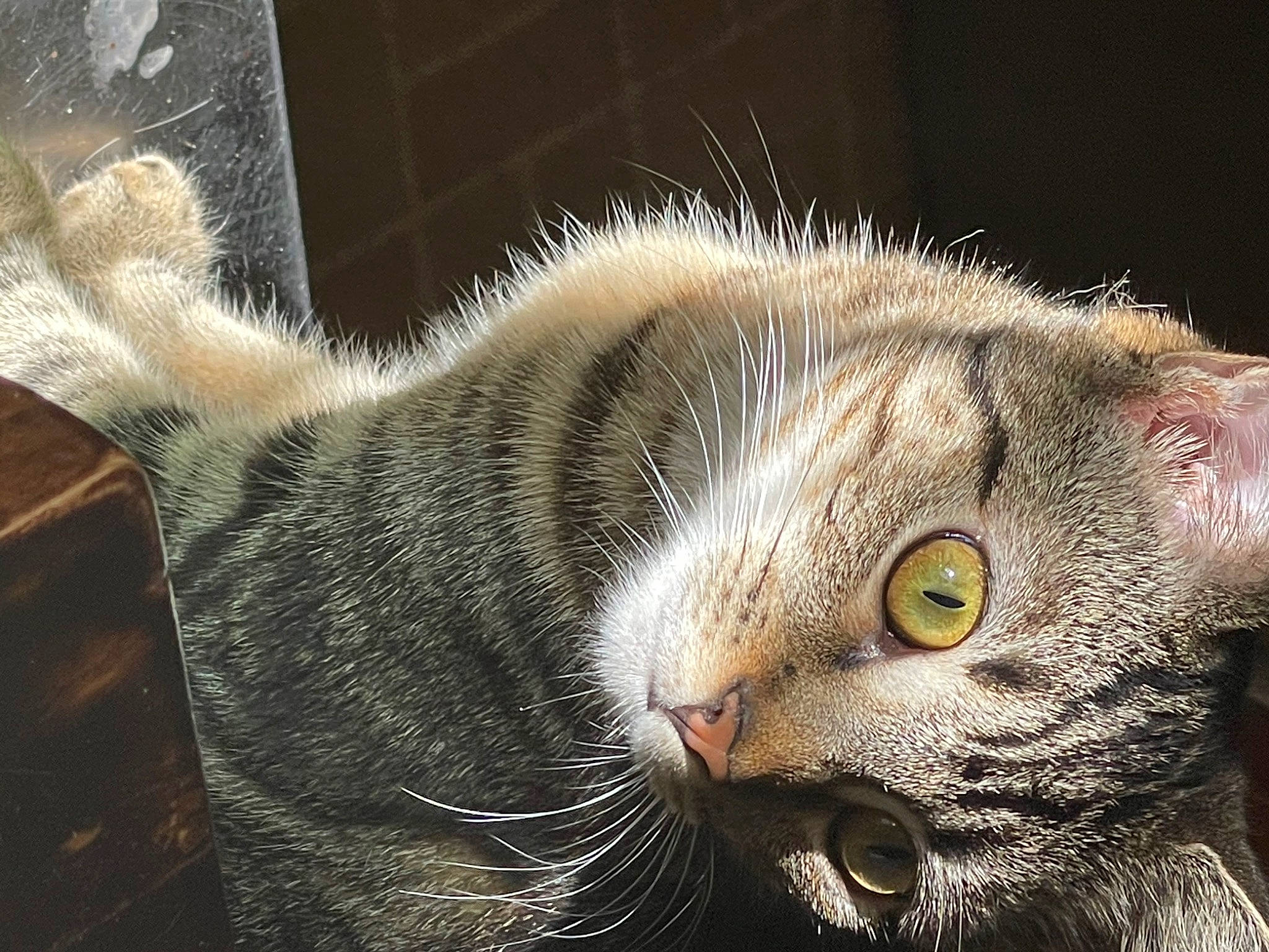 Scarlet is registered to the contest to win money with this photo: carnivore, cat, claw, domestic_short_haired_cat, ear, felidae, fur, paw, small_to_medium_sized_cats, snout, tail, terrestrial_animal, whiskers, window